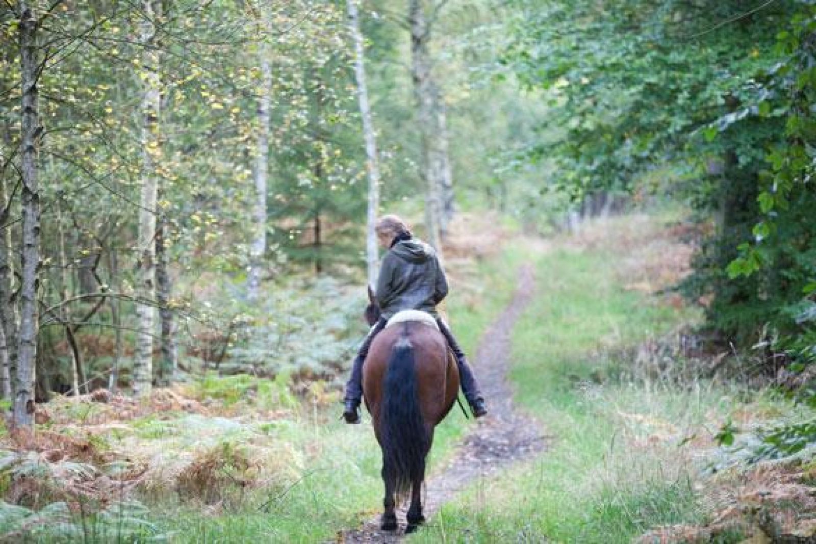 Ridestierne i Marbæk