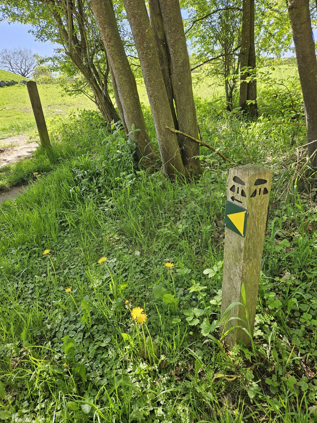 Stien er afmærket med gule pile og prikker på pæle og træer og der er også vist af mod Jættestuen Grønhøj