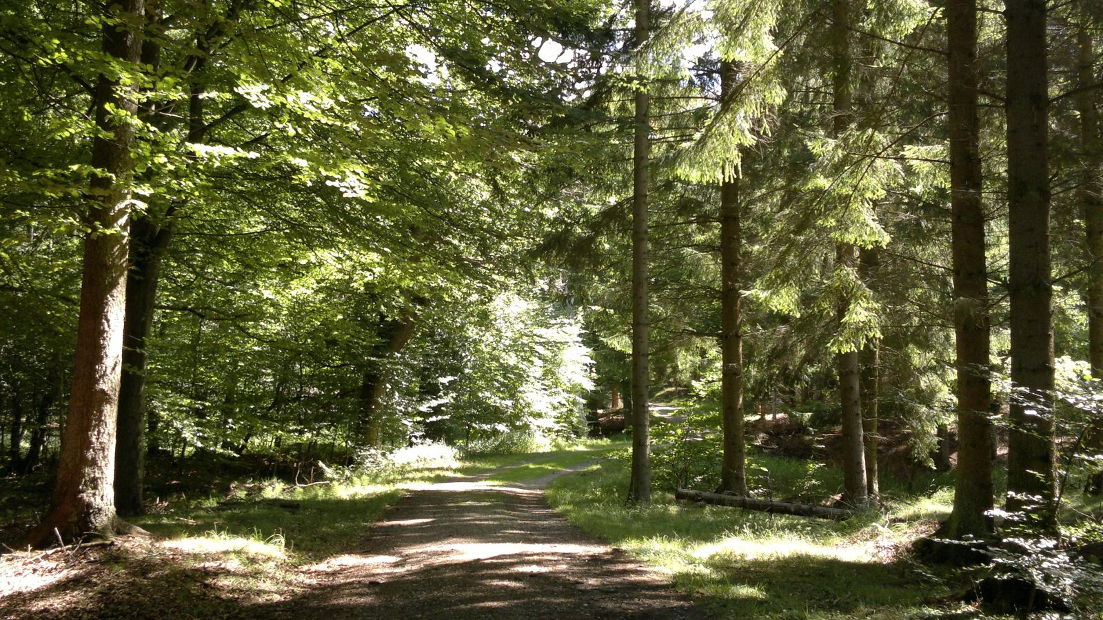 Skovvej i Teglstrup Hegn