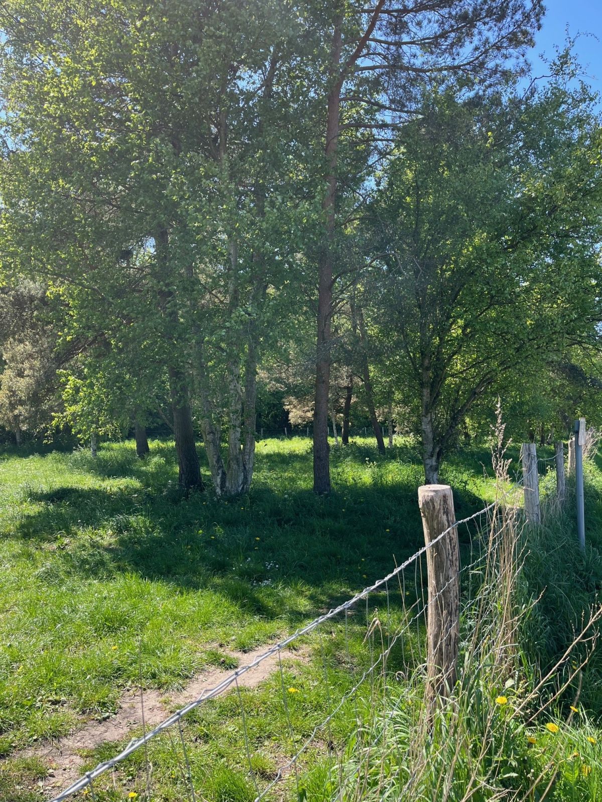 Hundeluftergård med træer