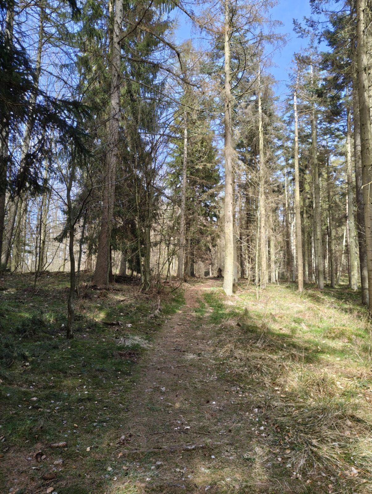 Sti gennem skovbund.