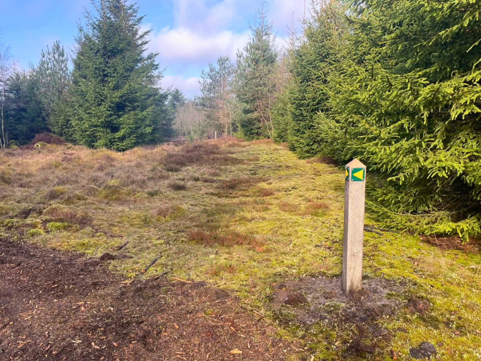 Gul rute i Rønbjerg Plantage