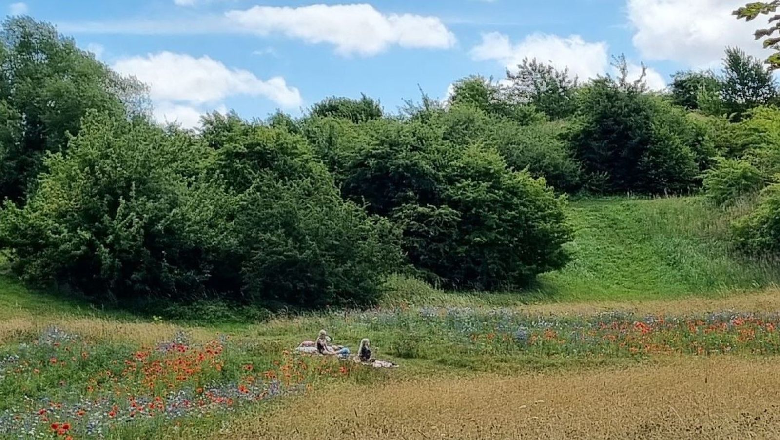 Picnic i i mellem sommerblomster