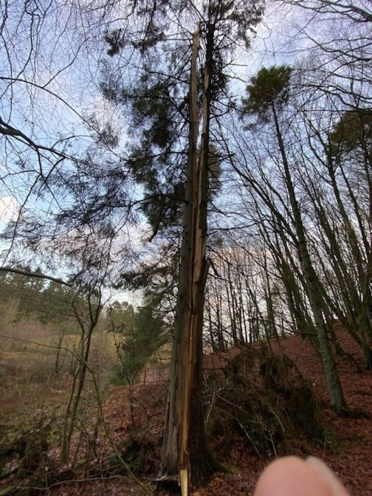 Billede af lynnedslag i træ ved Lunken Naturskole