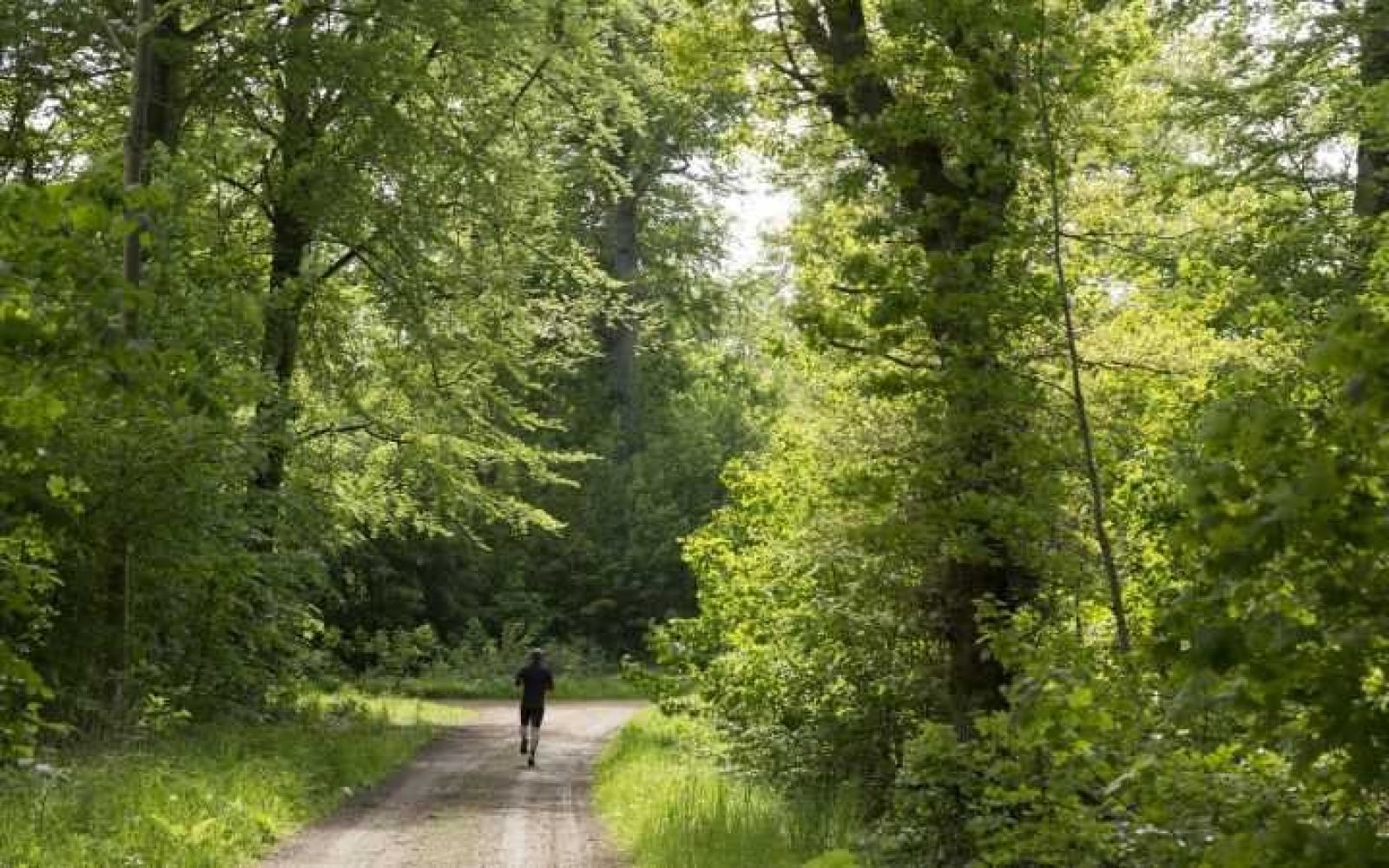 Jogger løber ad skovvej i forårsskov