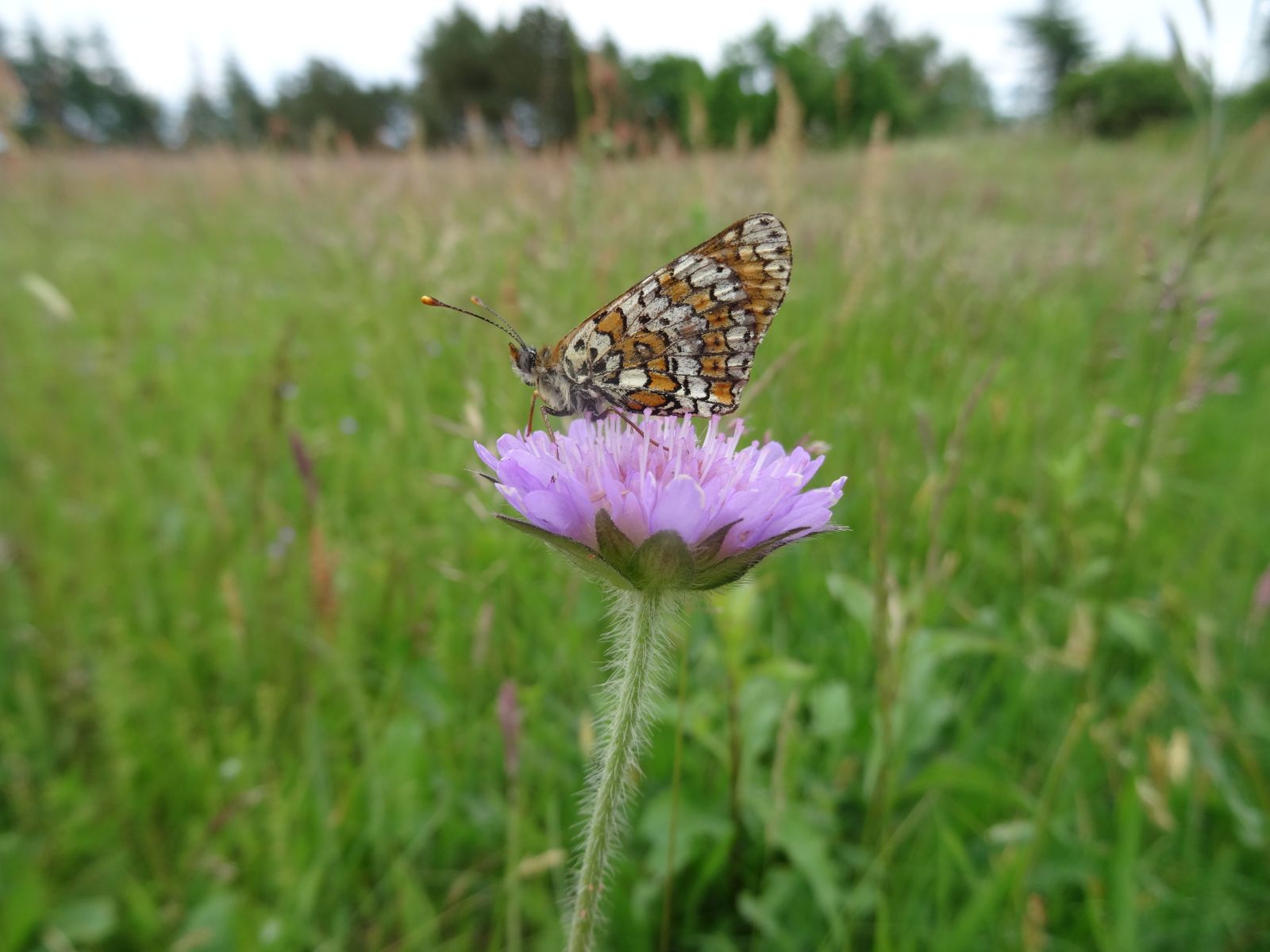 Sommerfuglen Okkergul Pletvinge. 