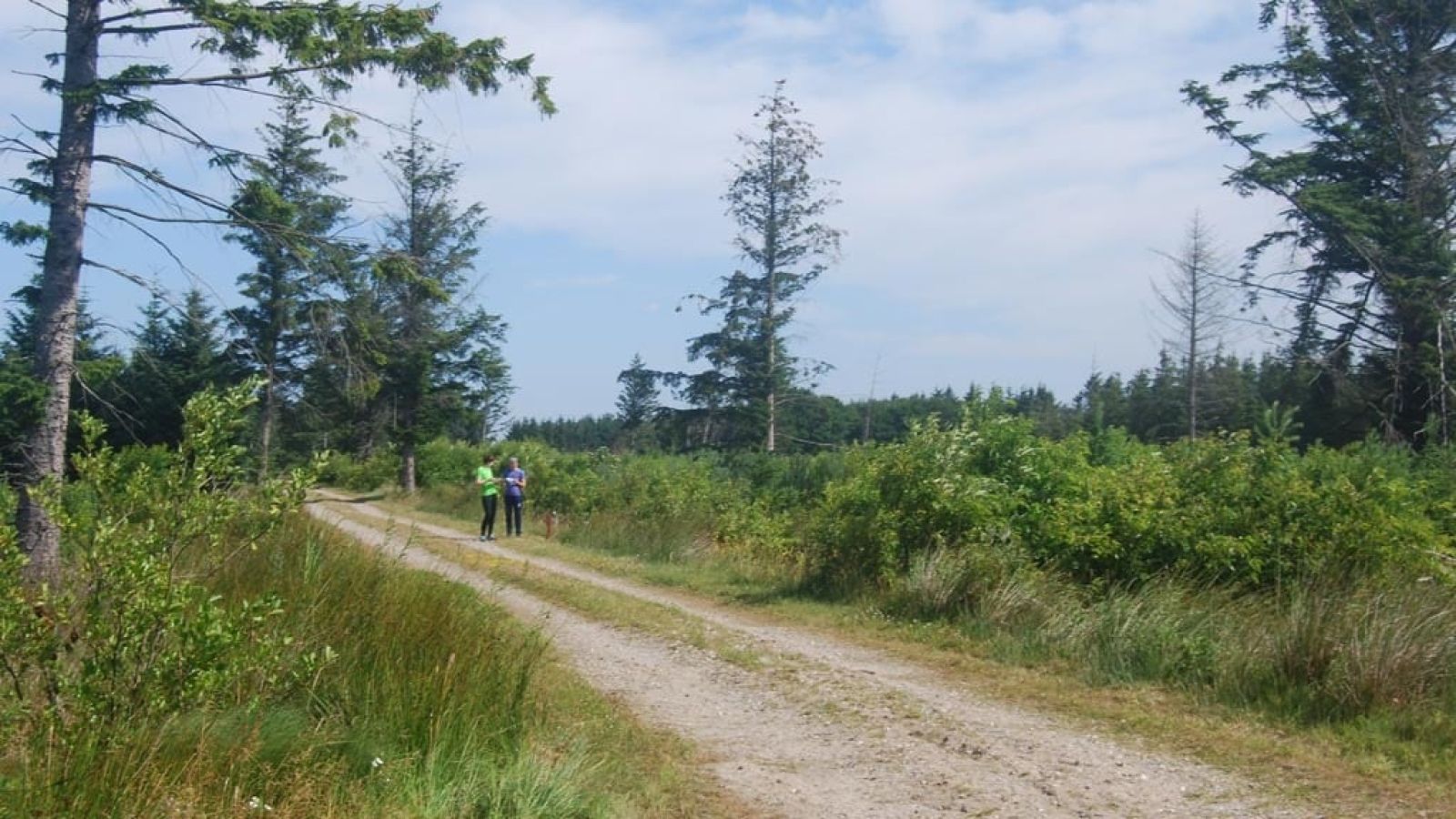 Nybæk Plantage. Underlag er grus.