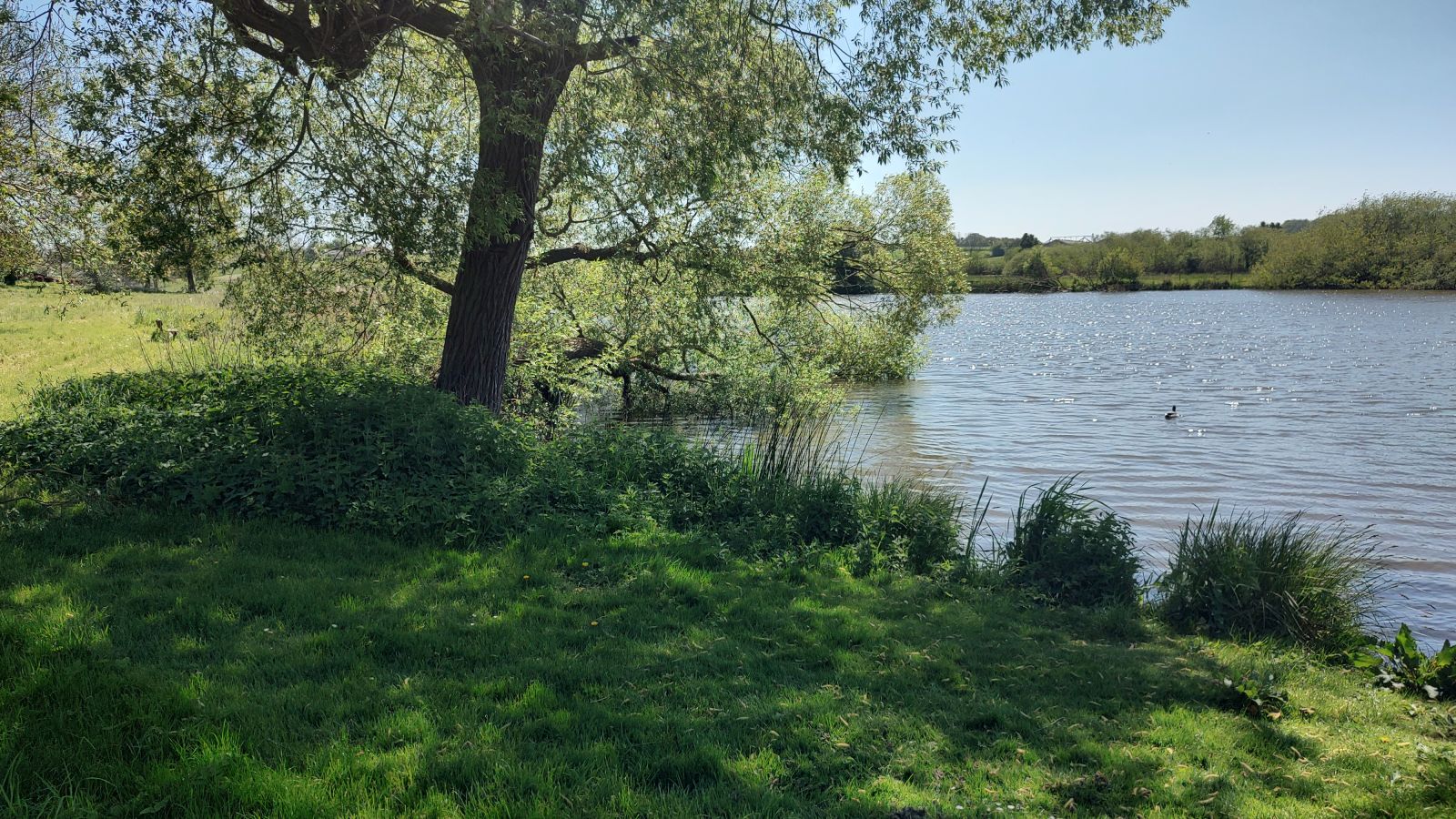 Sti langs Gøgsmosen 