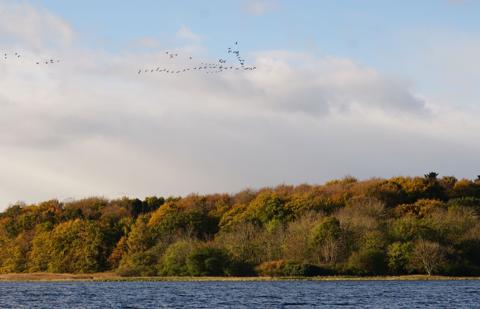 Bramgæs over Østskov