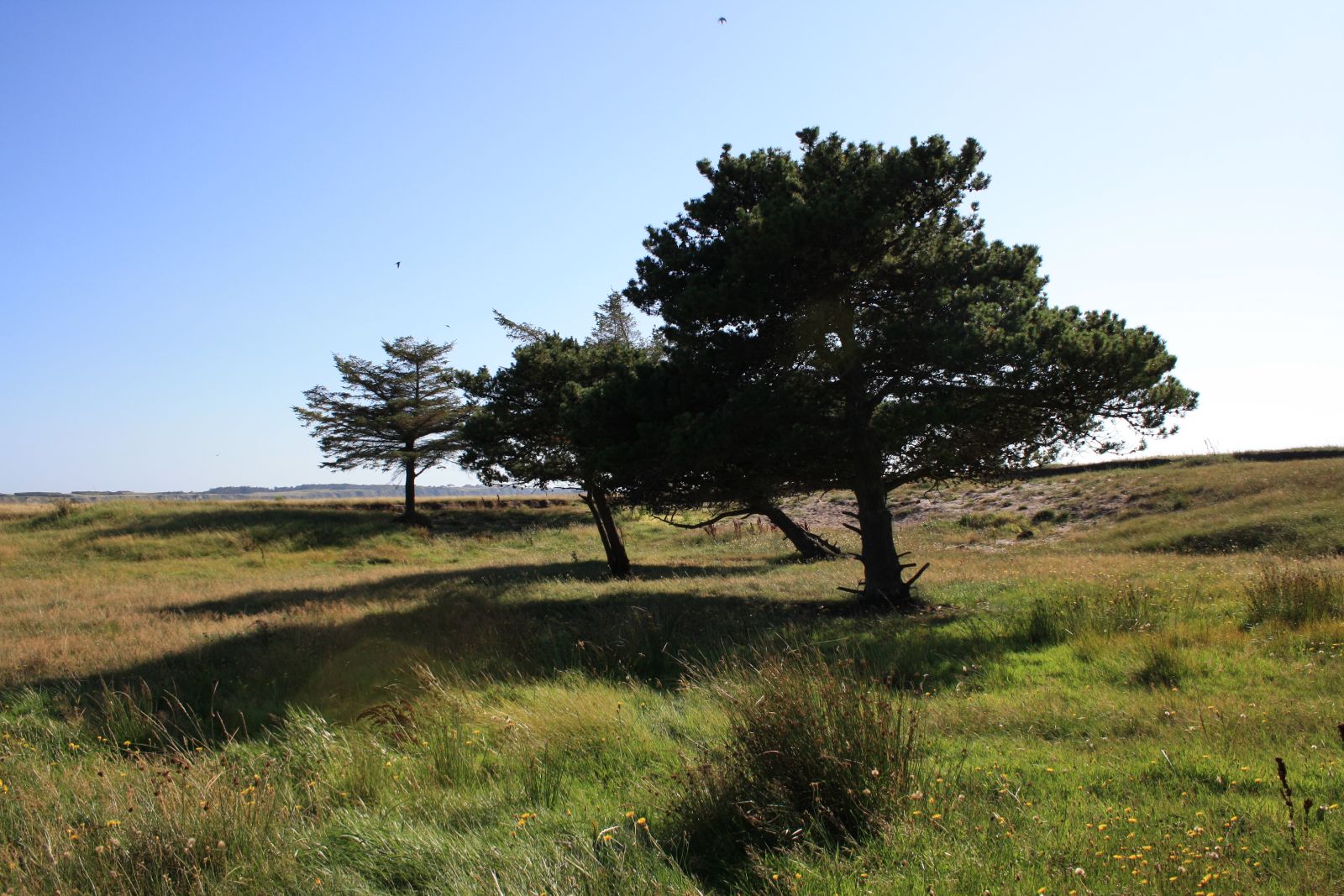 Natursti Oddesund Nord