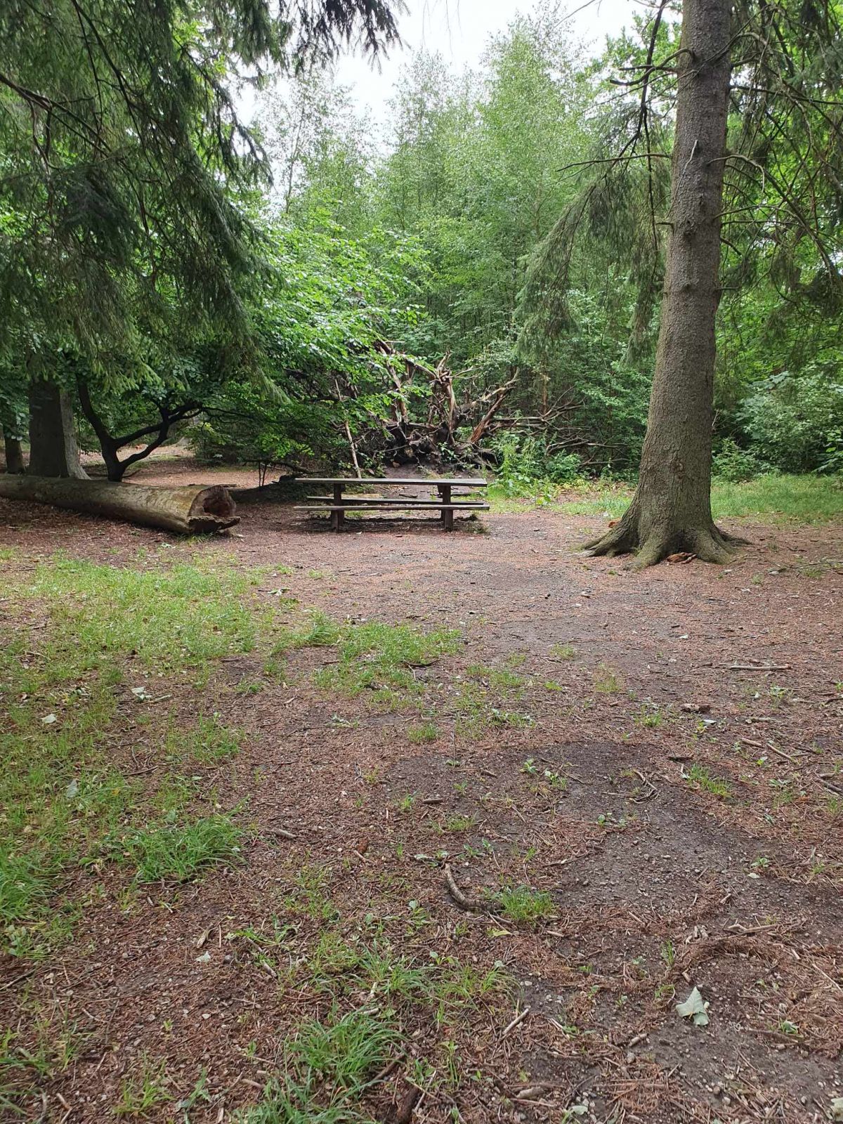 Bord- og bænkesæt i krydset af parforcejagtveje.