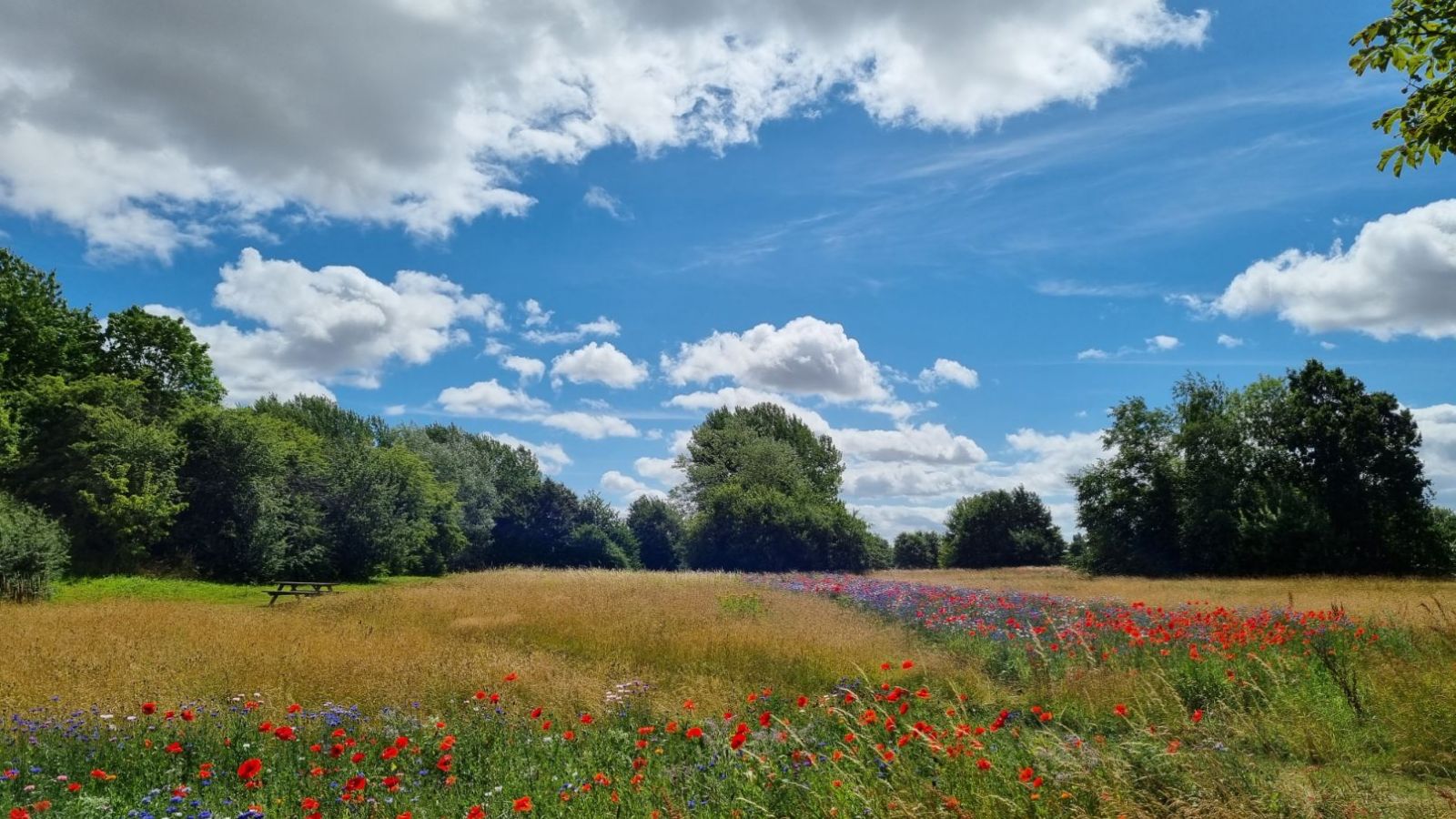 Opholdssted med bord-bænk og kornblomster og valmuer
