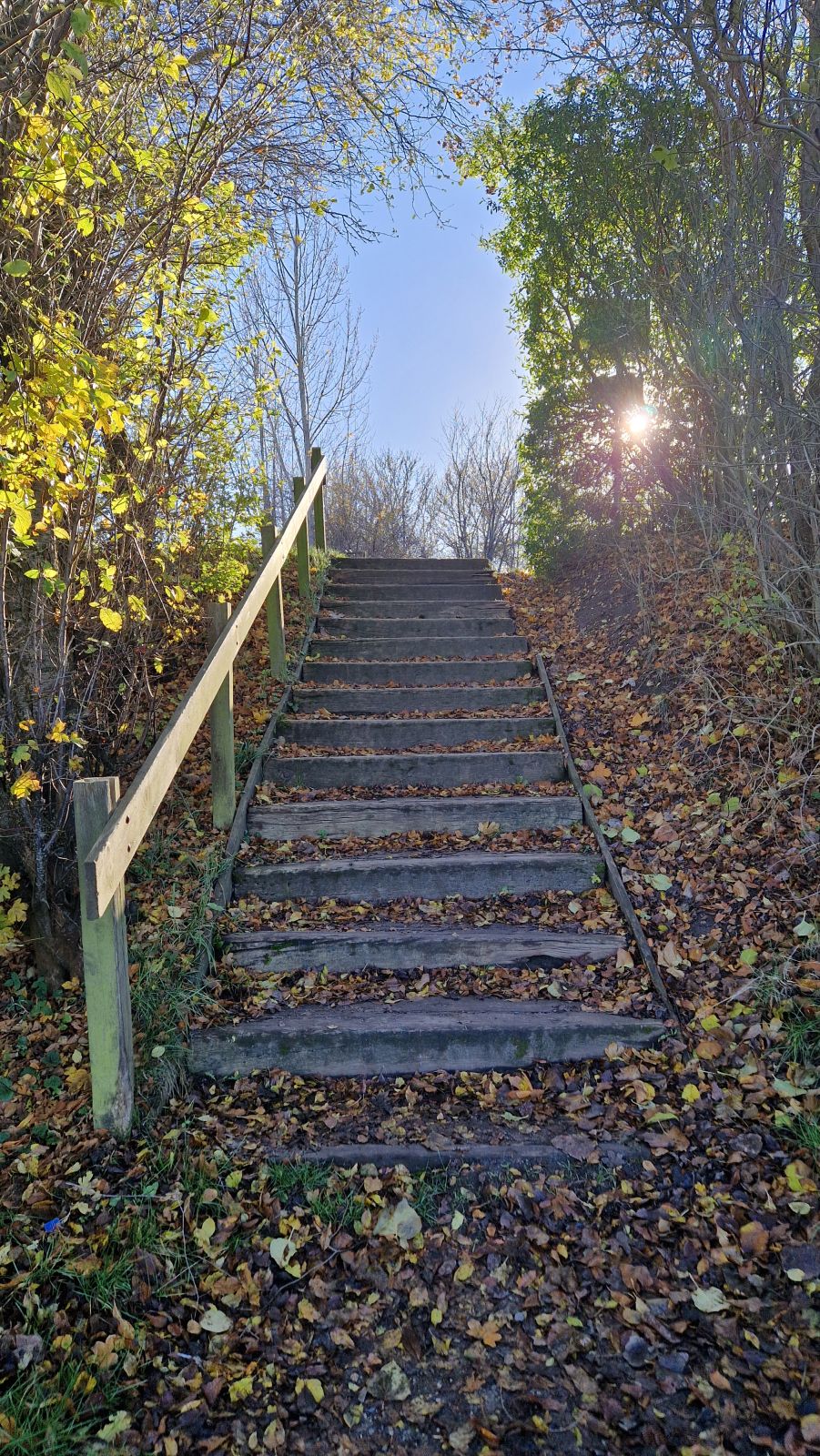 Infotavle om spiselige planter, der kan sankes i området