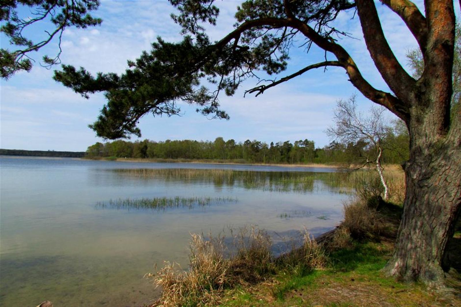 Udsigt fra søbredden