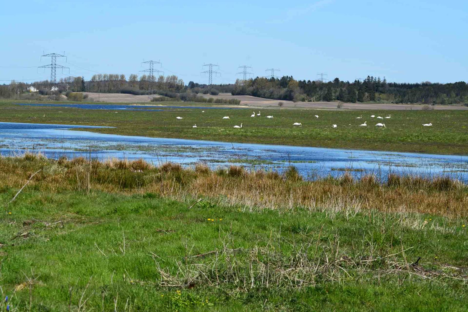 Åben natur omkring hundeskoven ved Juelsø