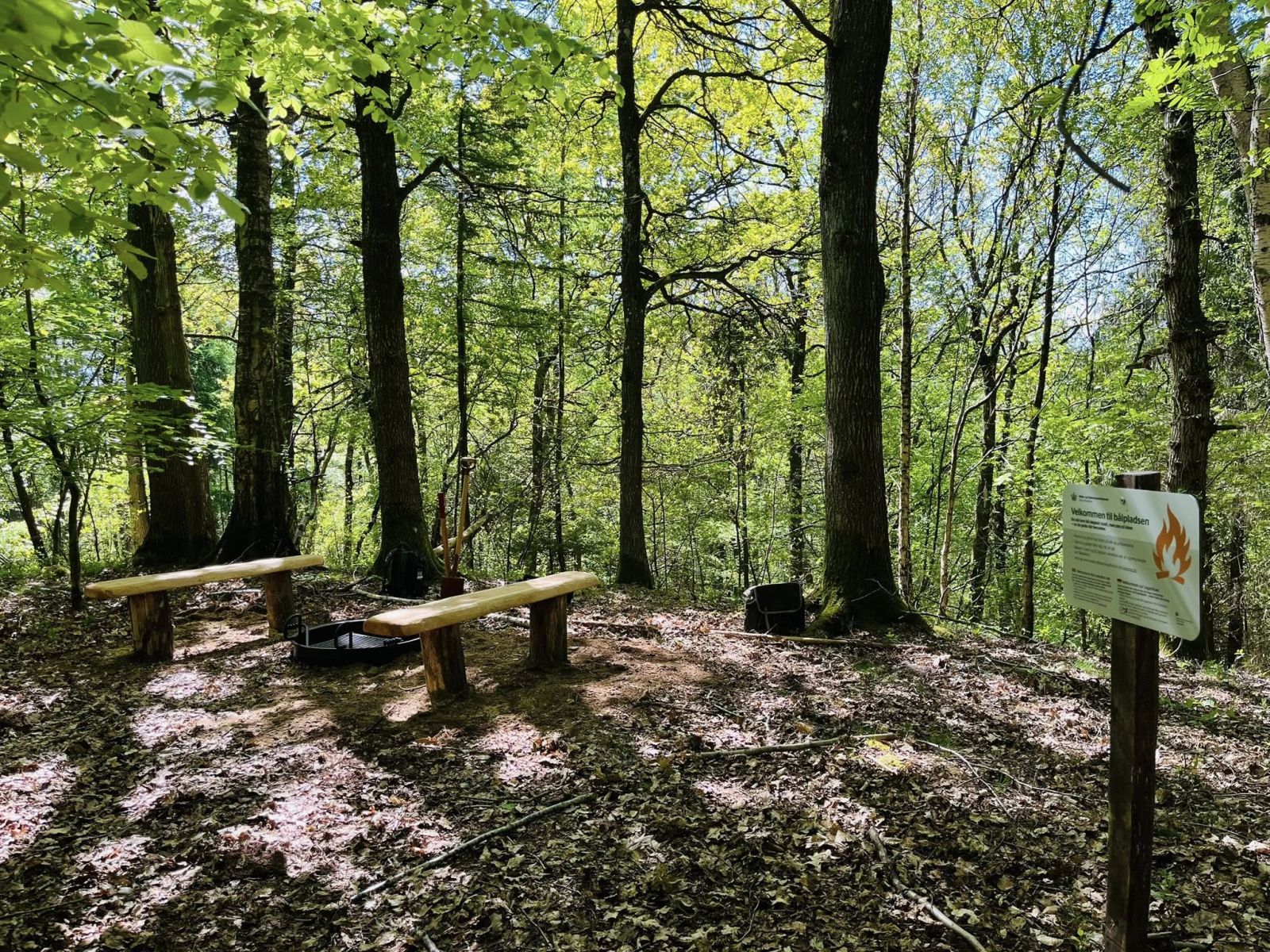billede af lejrplads i skov