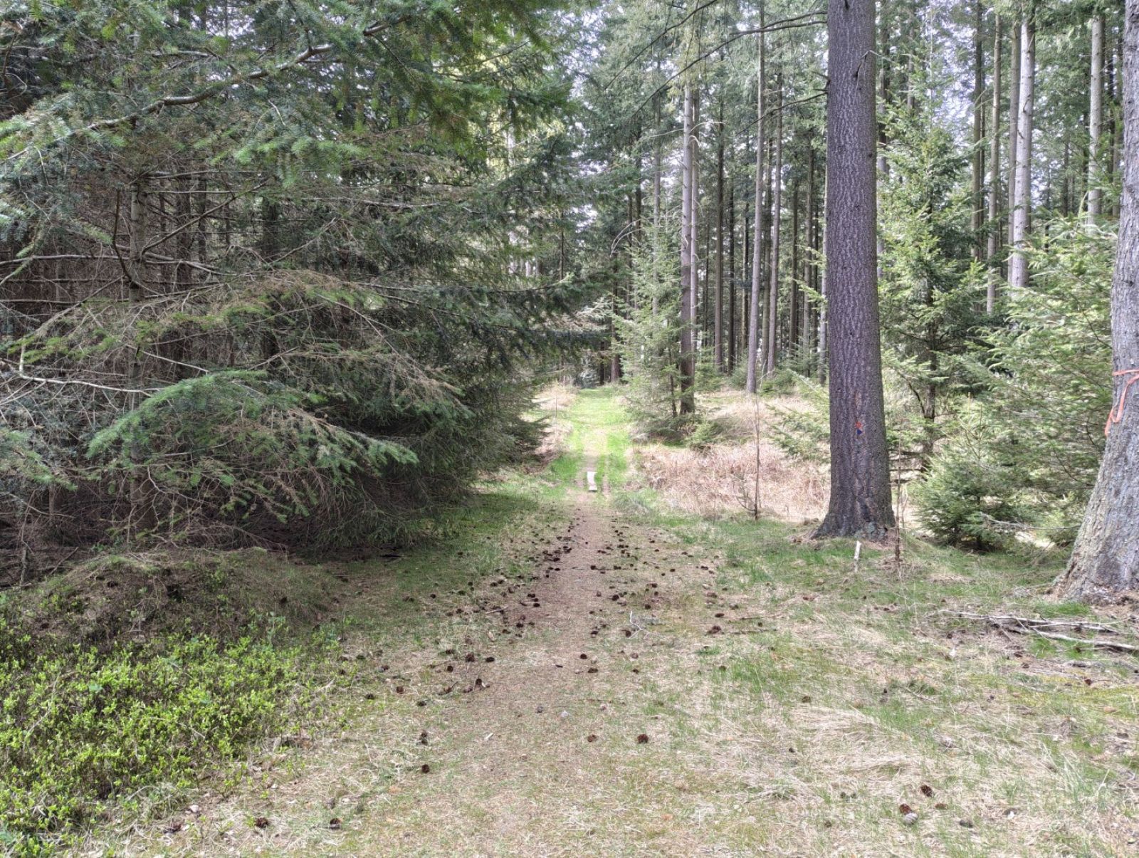 Sti i skovbund.