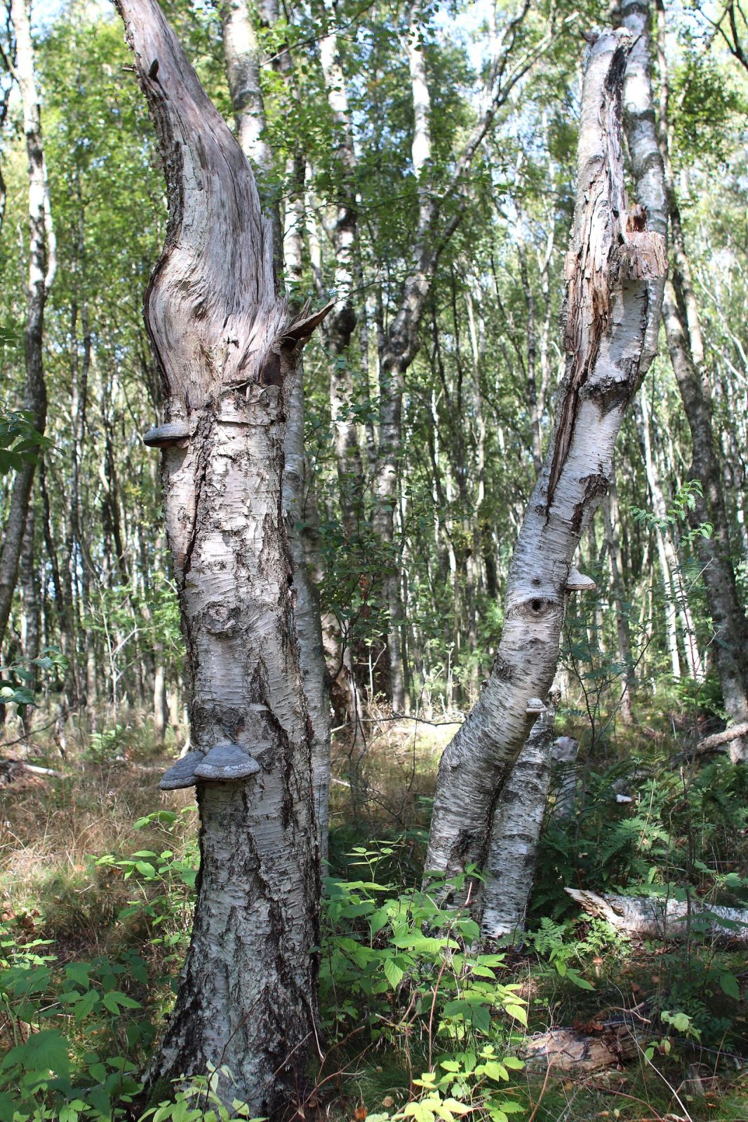Birkesumpskov