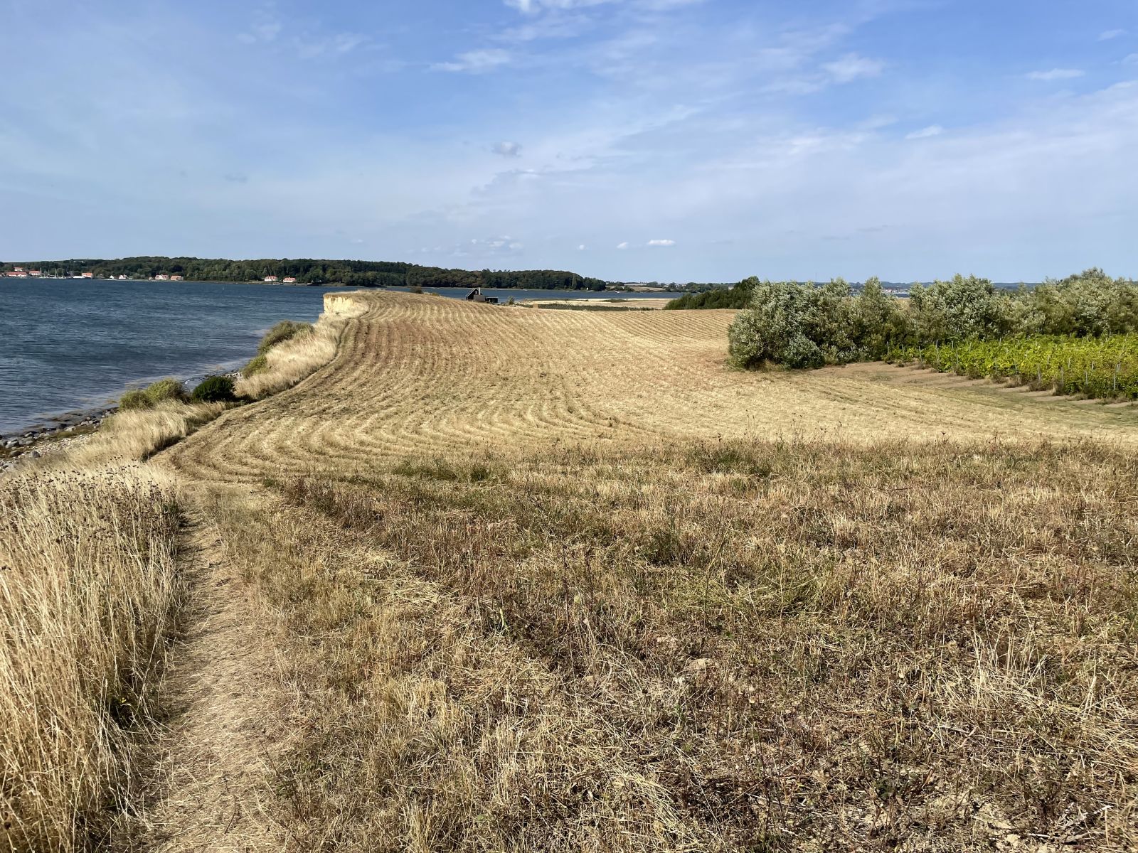Stien på sydsiden af Bjørnø ligger i kanten af markerne