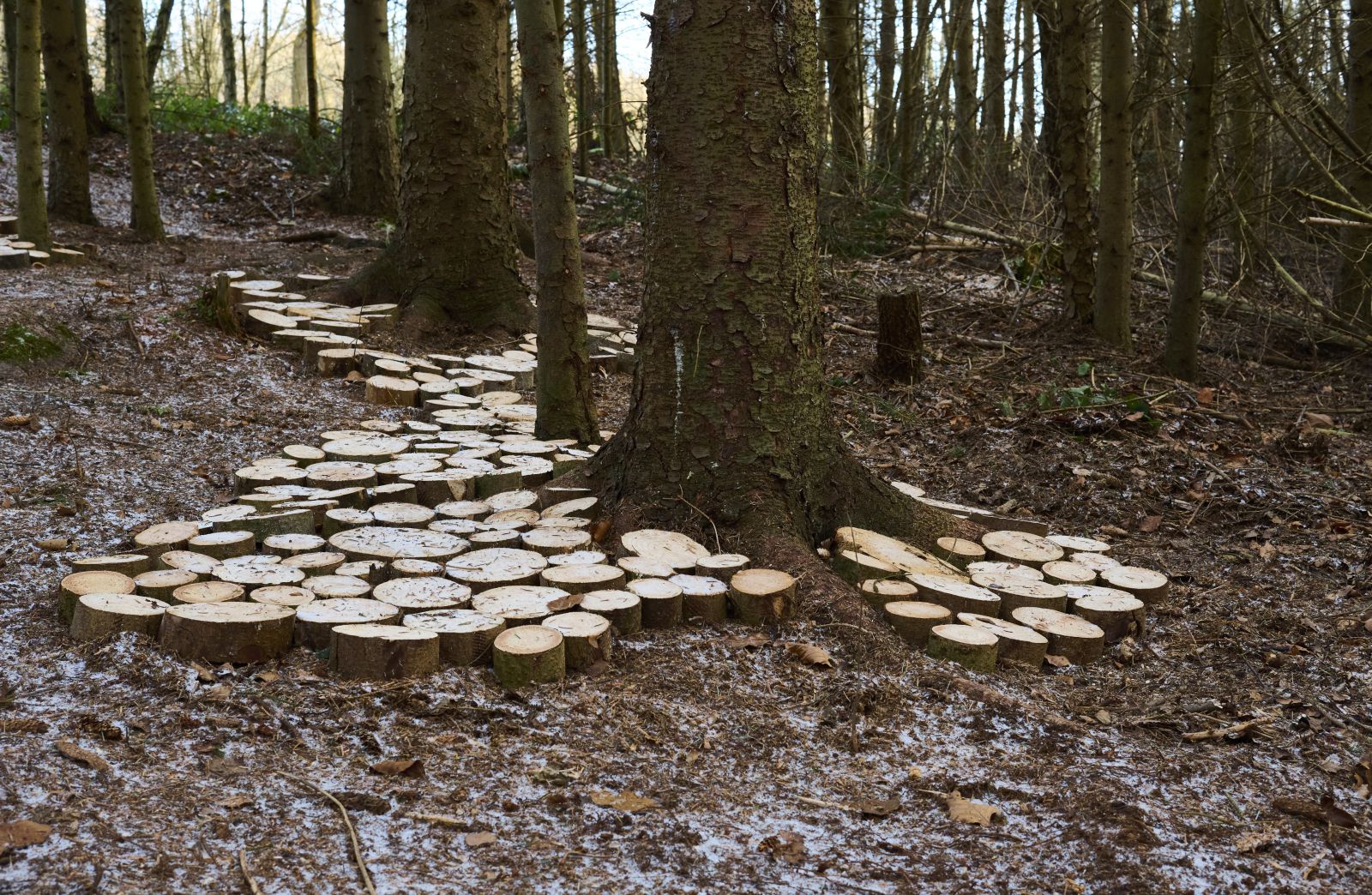 Kunstruten i Pipstorn Skov
