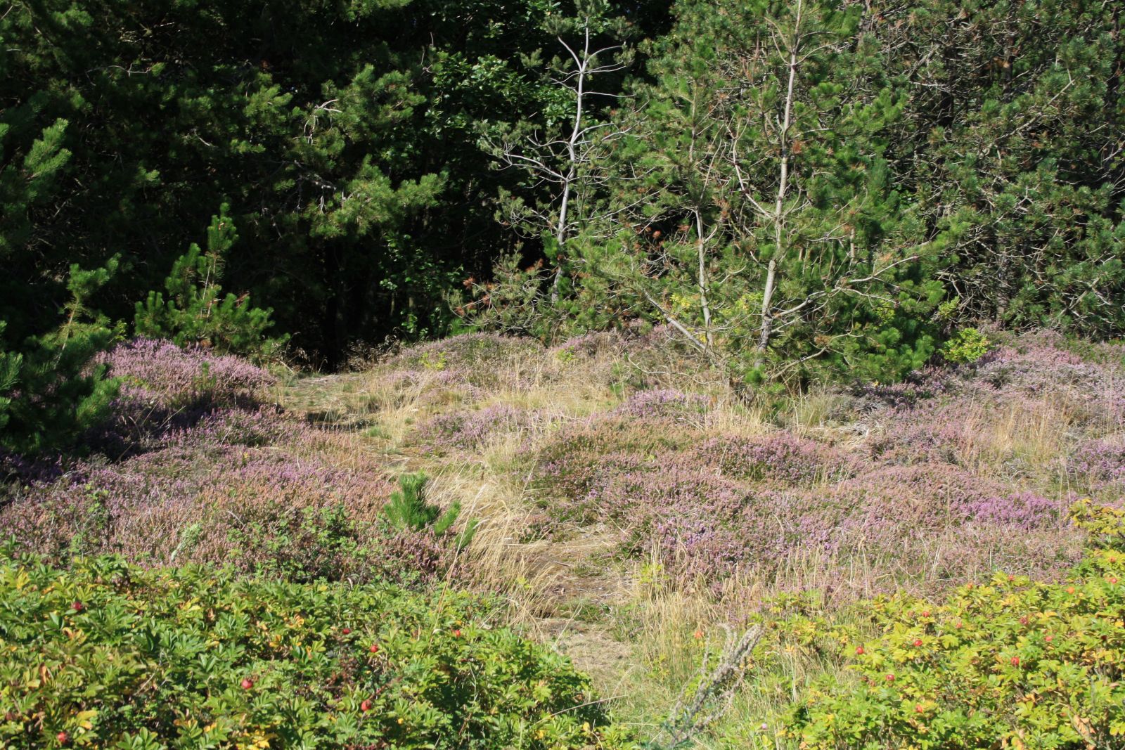 Natursti Oddesund Nord