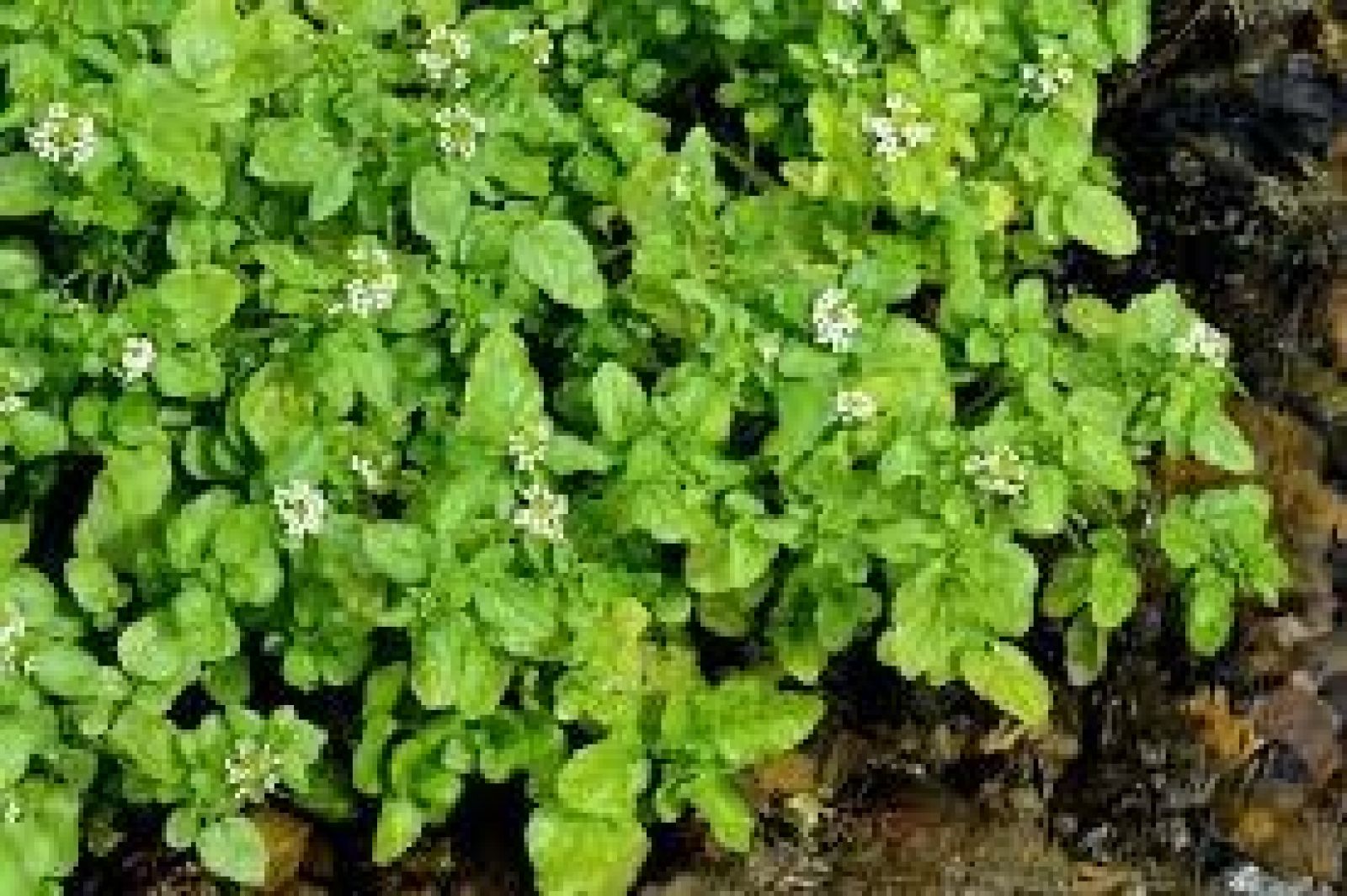 Planten, Tykskulpet Brøndkarse.