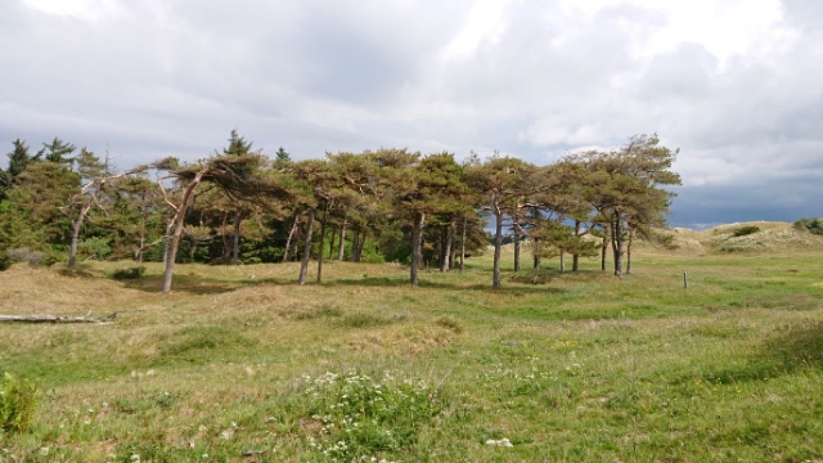 Gamle og døde klitfyr, hvor både spætter og insekter lever.