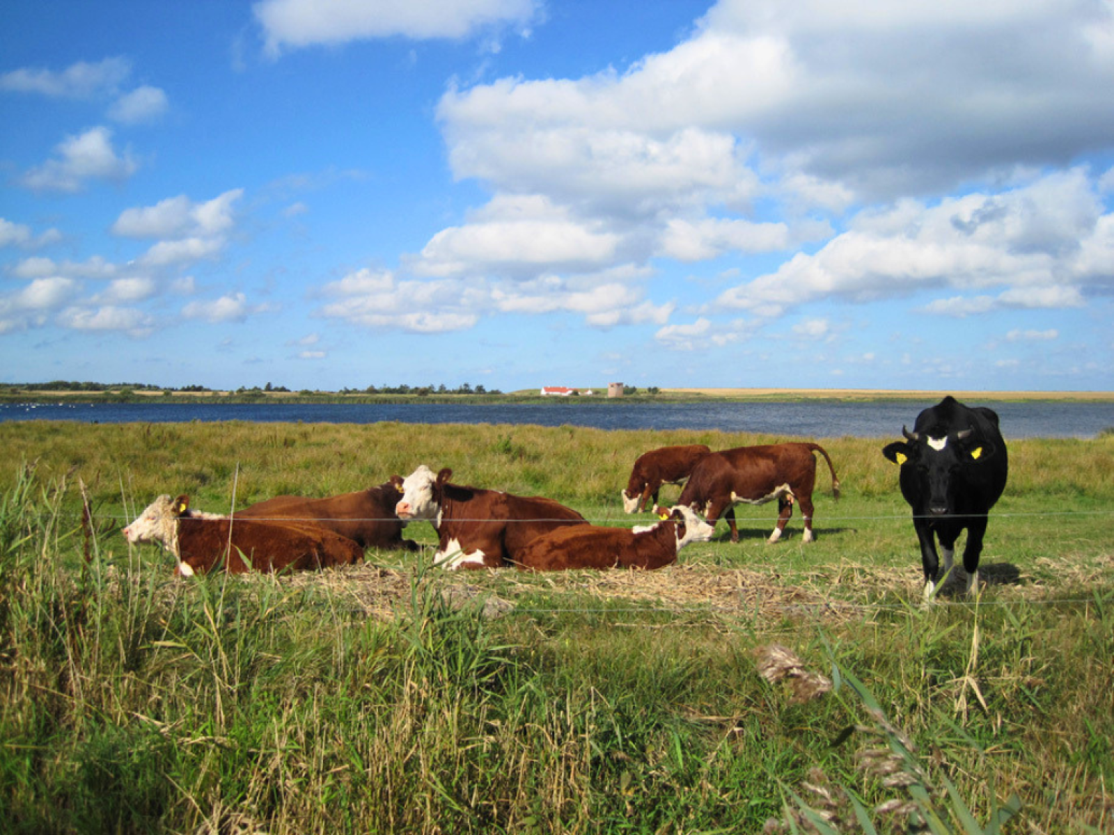 Køer ved Spøttrup Sø