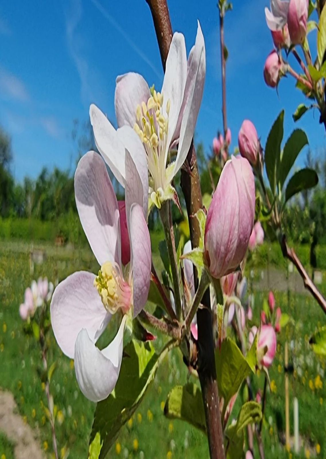 blomster