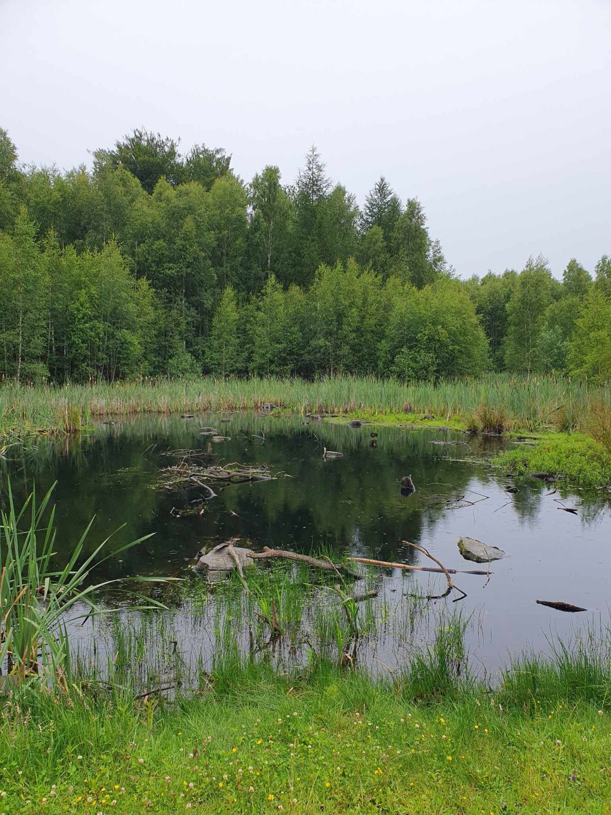 Langs ruten kan der fra stien ses smukke skovsøer.