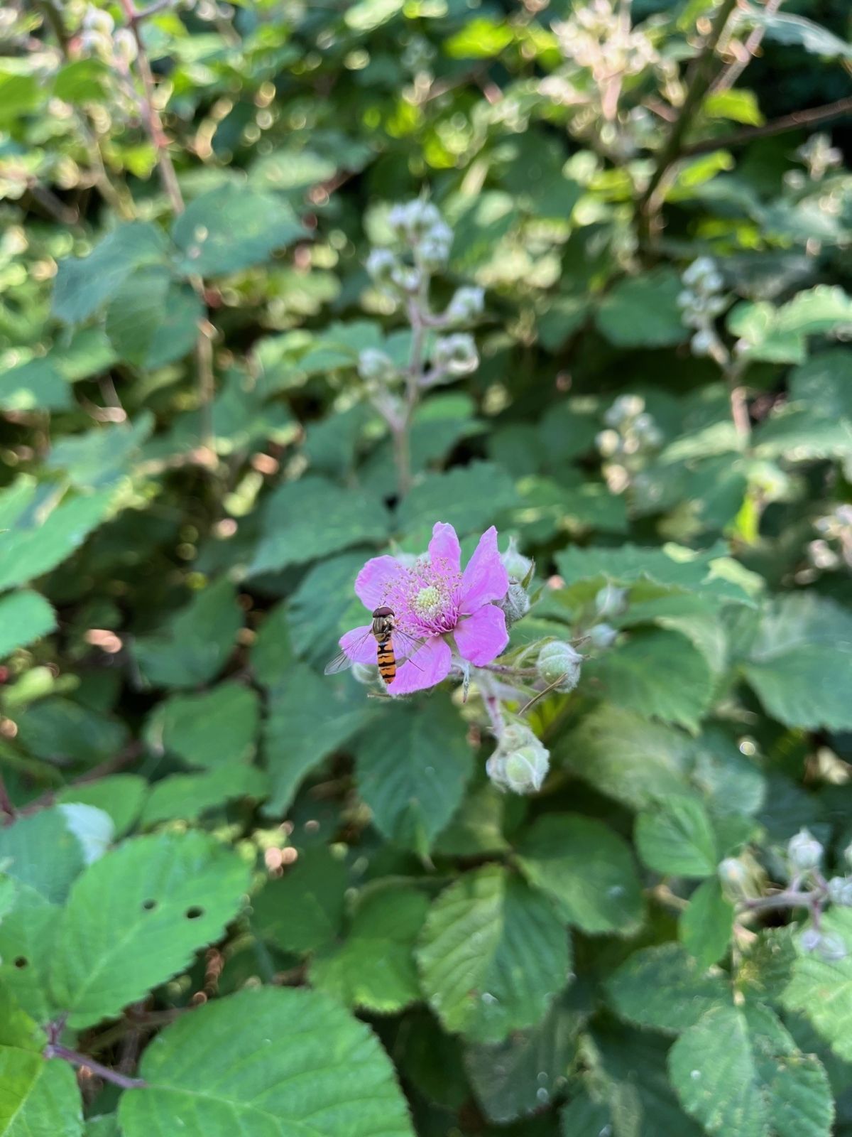 Blomster og insekter der er på ruten.