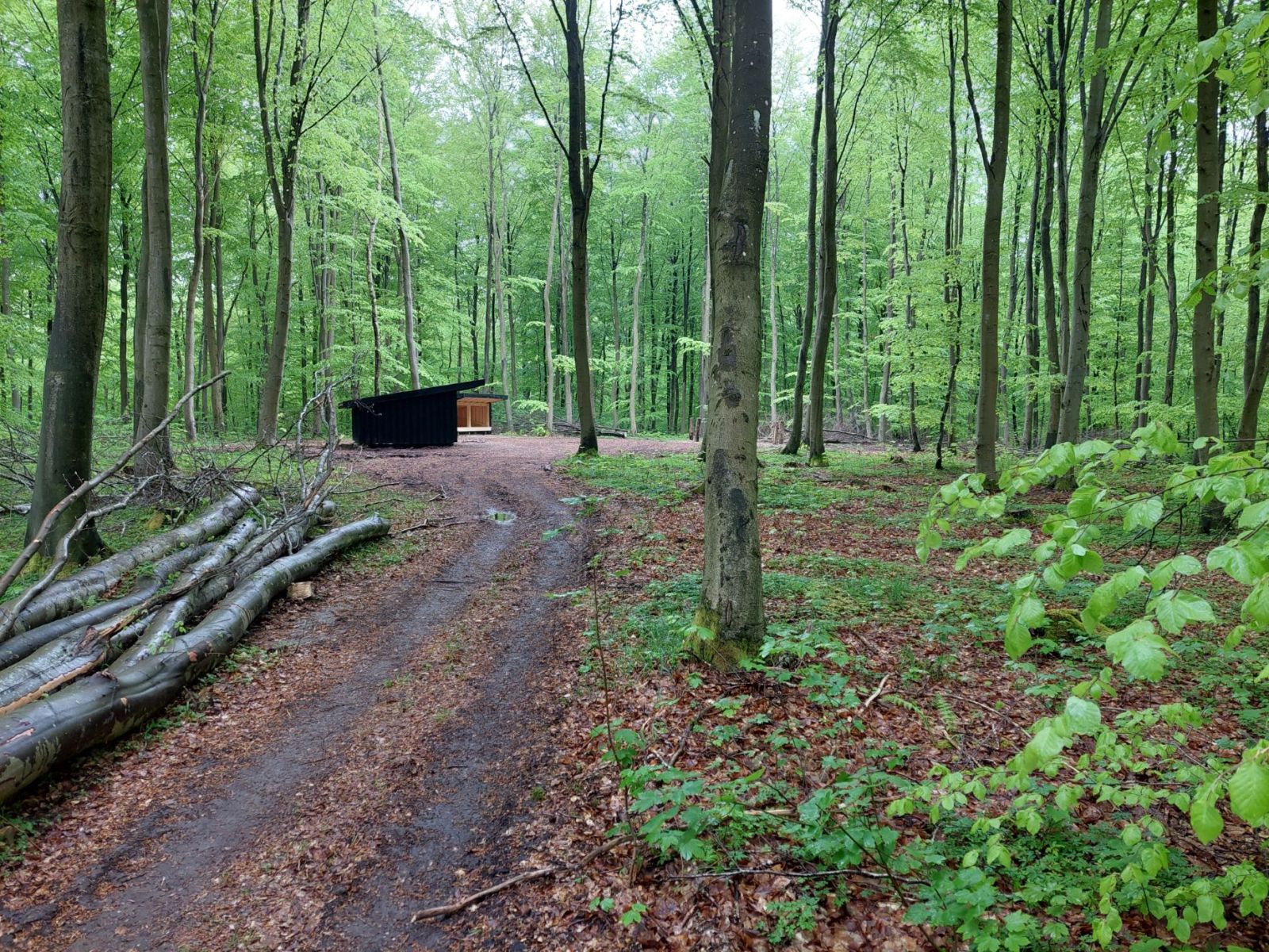 Slagslunde Skov, shelterplads med to shelters – miniature 2