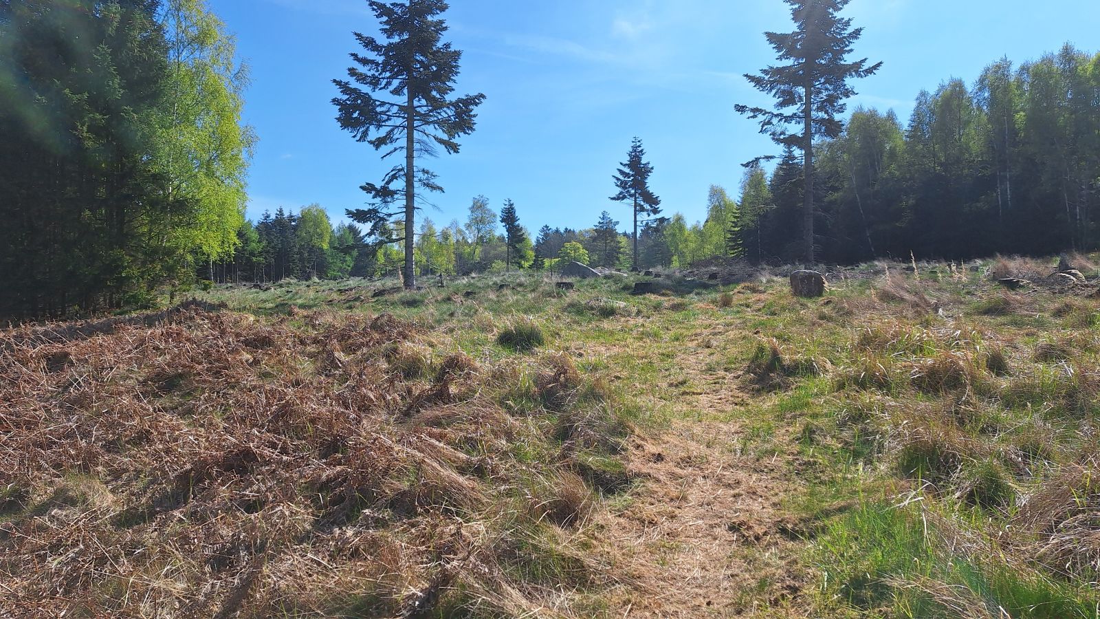 Åbent område i skov.
