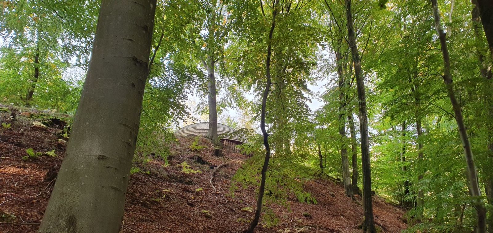 Bøgeskov på stejl skrænt med bygning på toppen der ligger sløret mellem træerne.