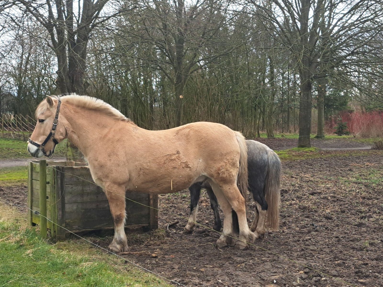 Billede af hest nær shelteren