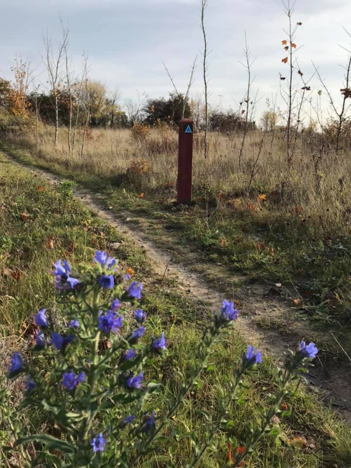 Blå rute