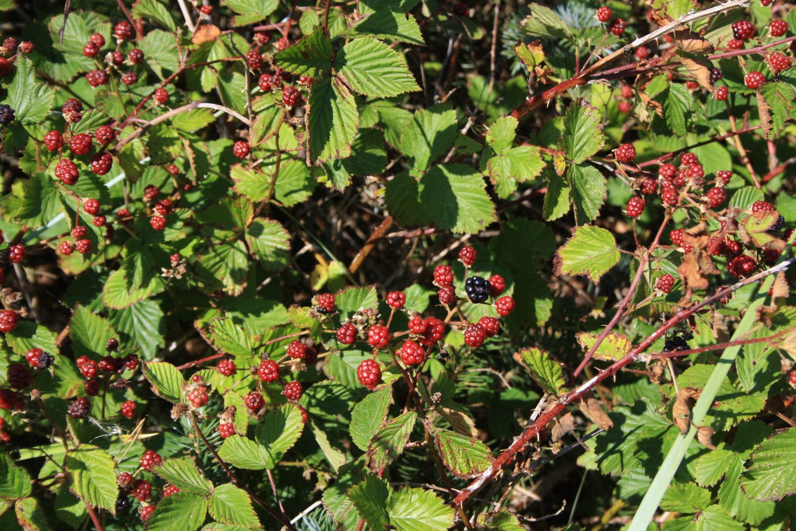 Natursti Oddesund Nord
