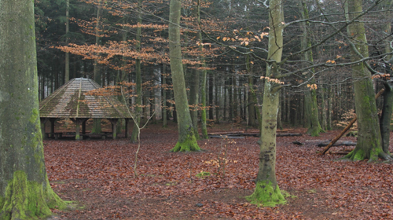 Bålhytte og bålplads set fra skoven