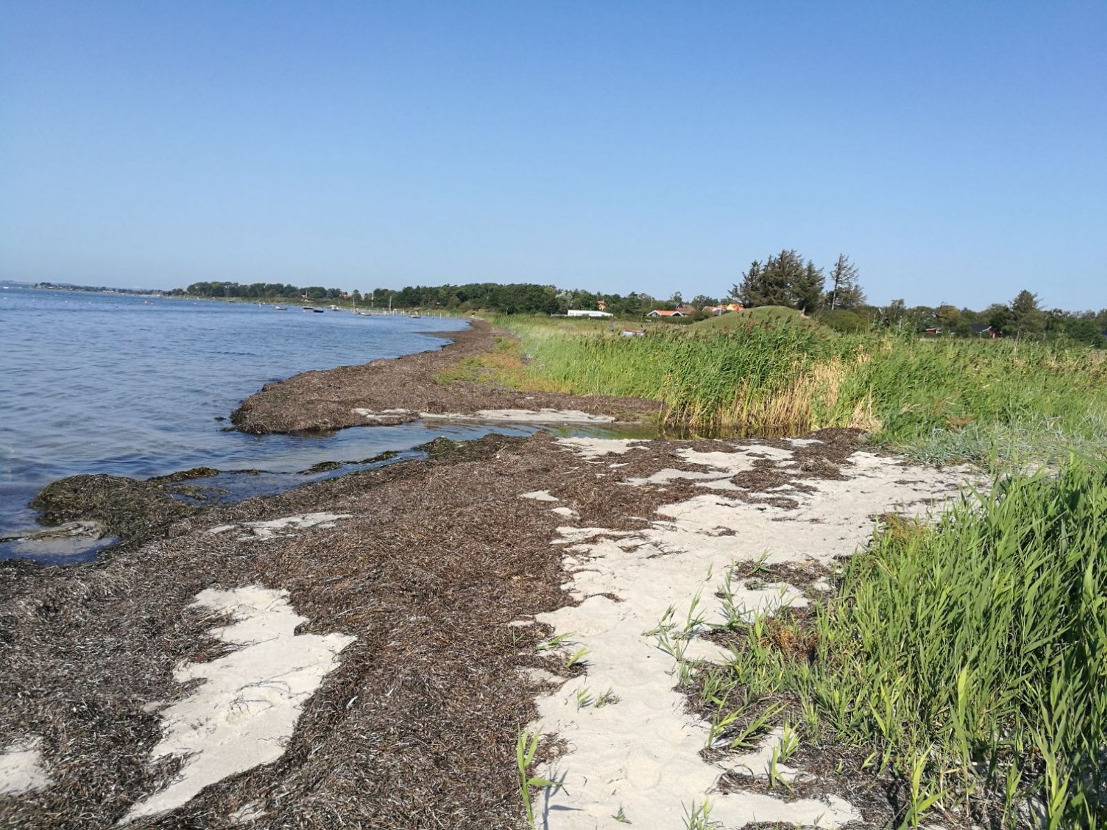 Møllebækkens udløb på stranden