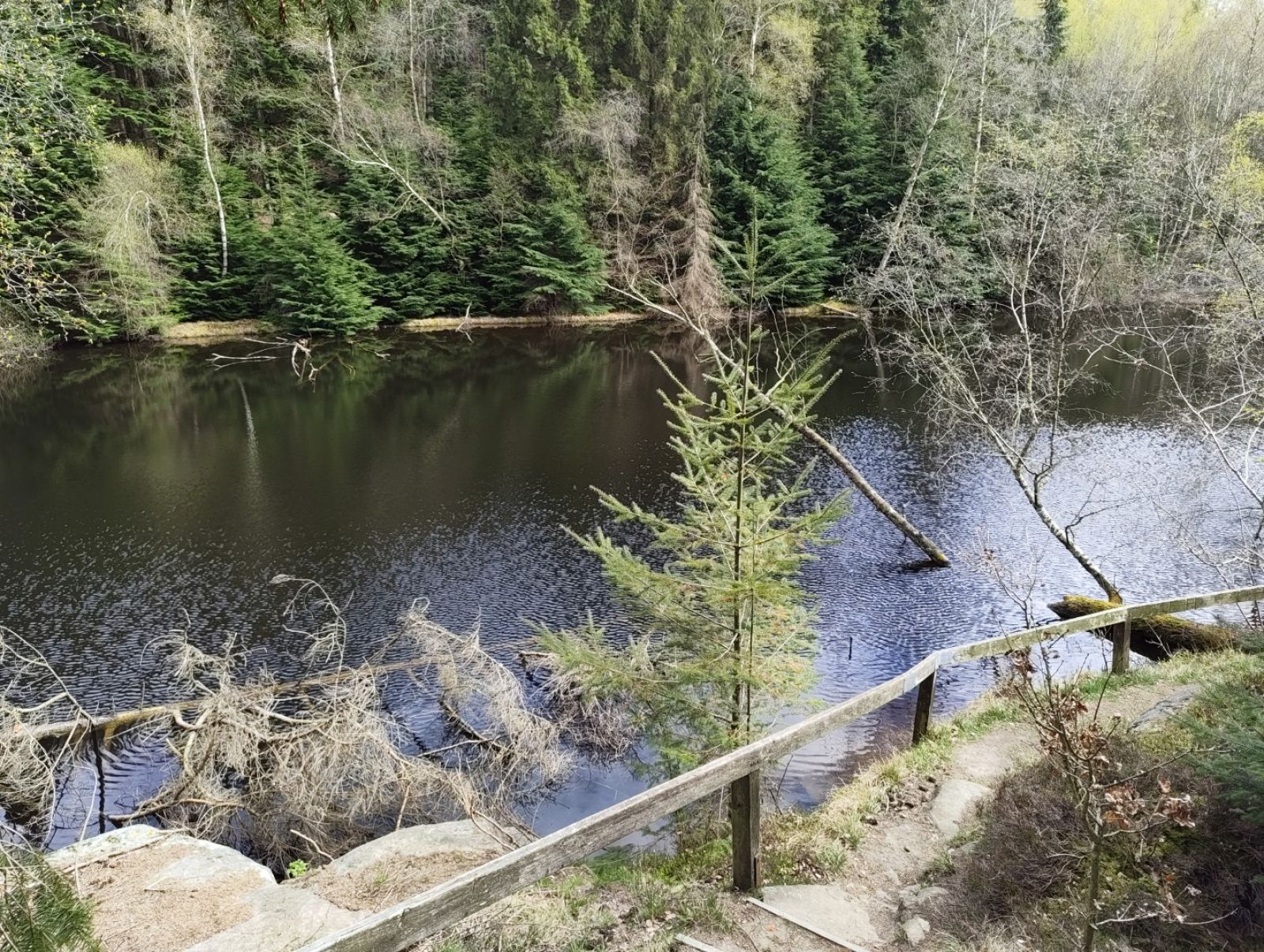 Skovsø.