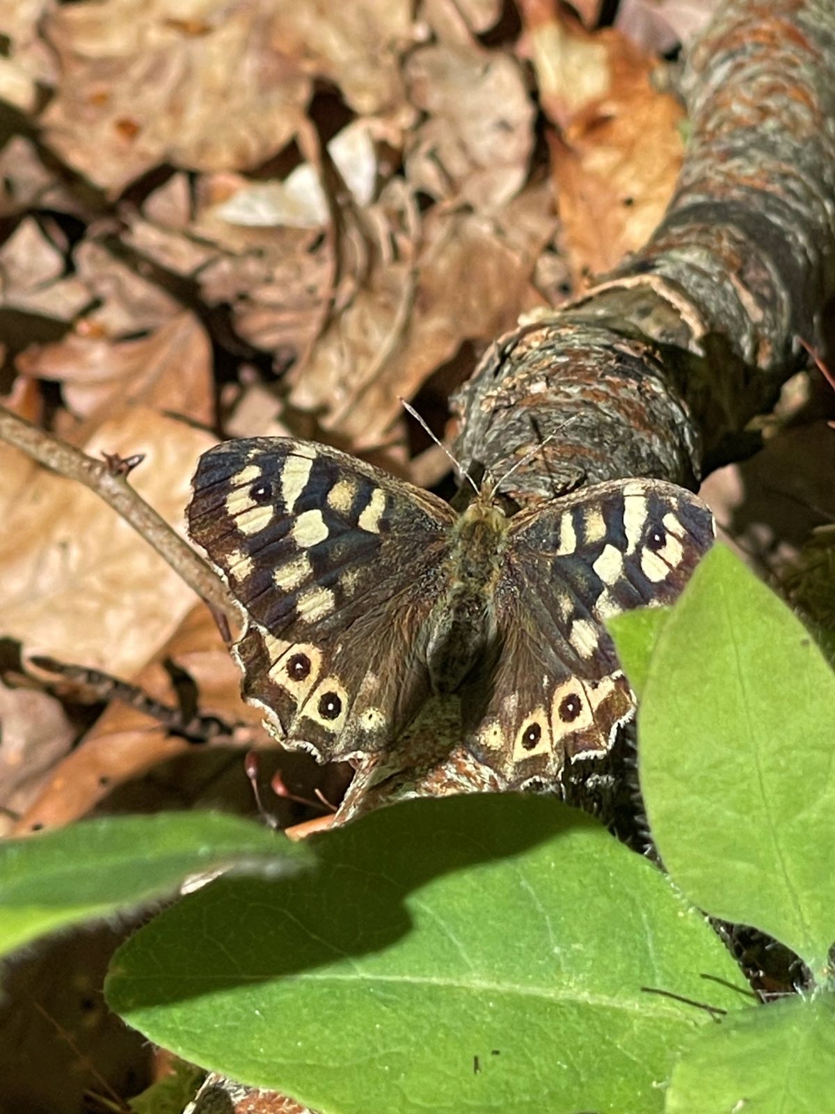 Sommerfuglen skovrandøje