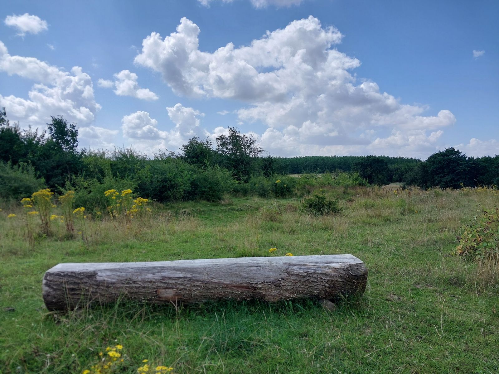 Stammebænk i græsområde med skov i det fjerne
