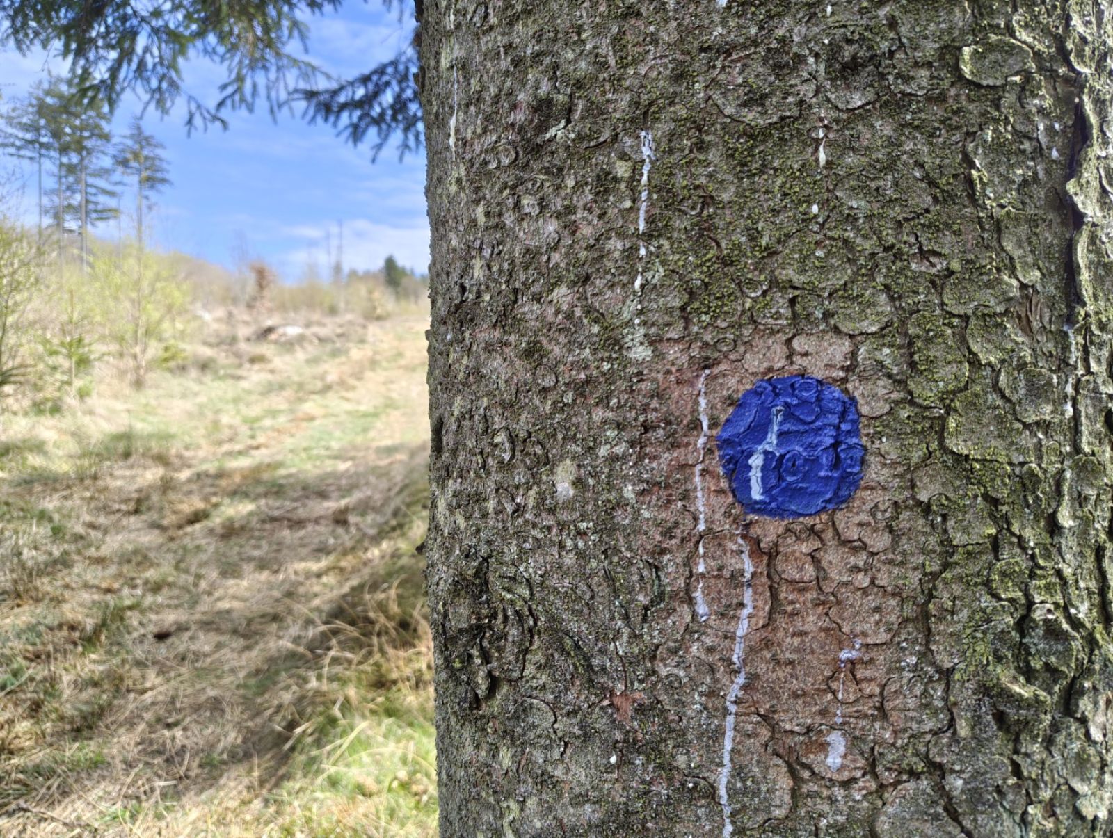 Blå malet prik på et træ.