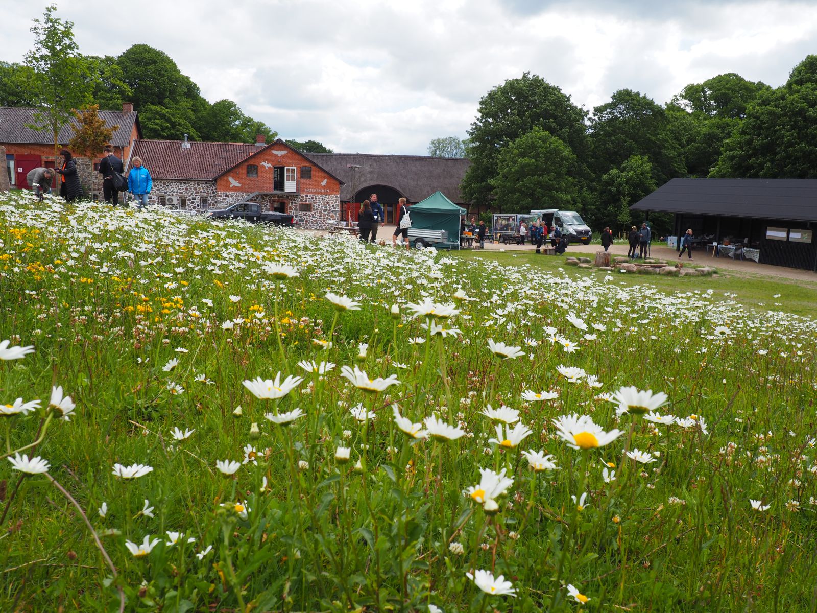 En blomstrende eng foran Naturskolen ved Hald