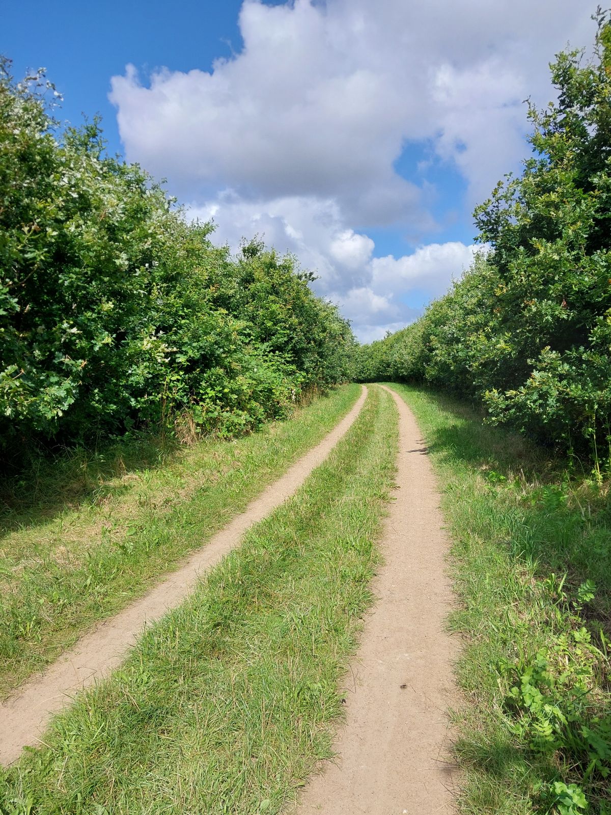 Grusvej med skov til begge sider