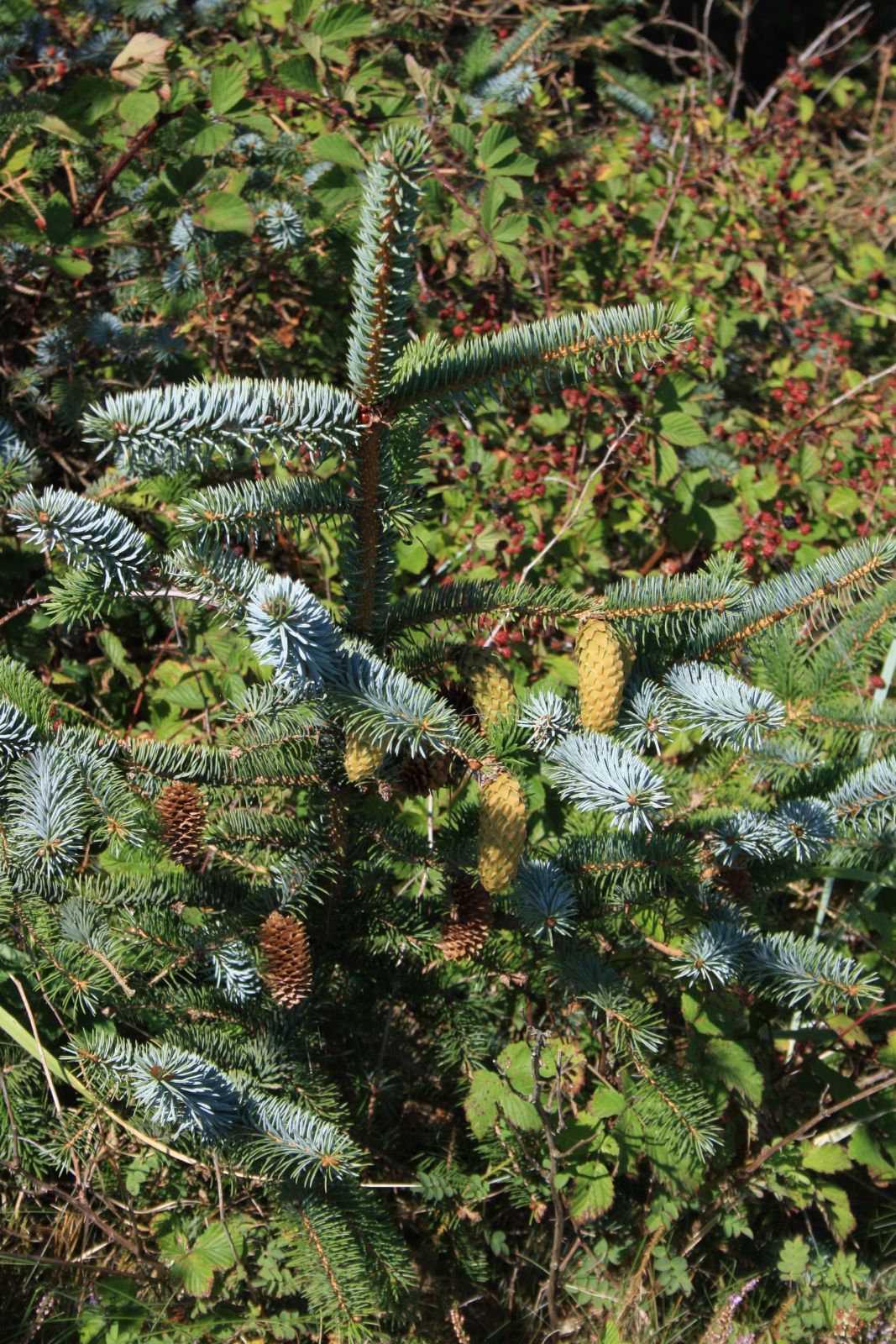 Natursti Oddesund Nord