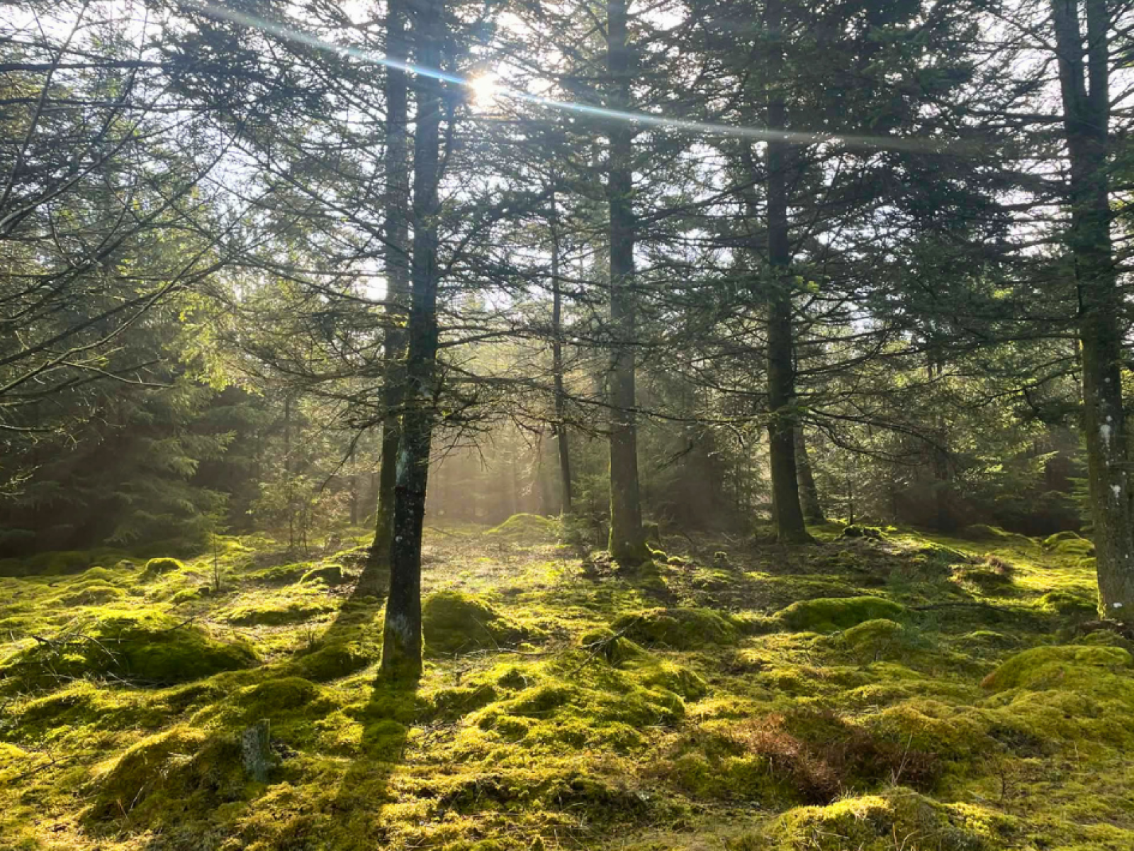 Gul rute i Rønbjerg Plantage