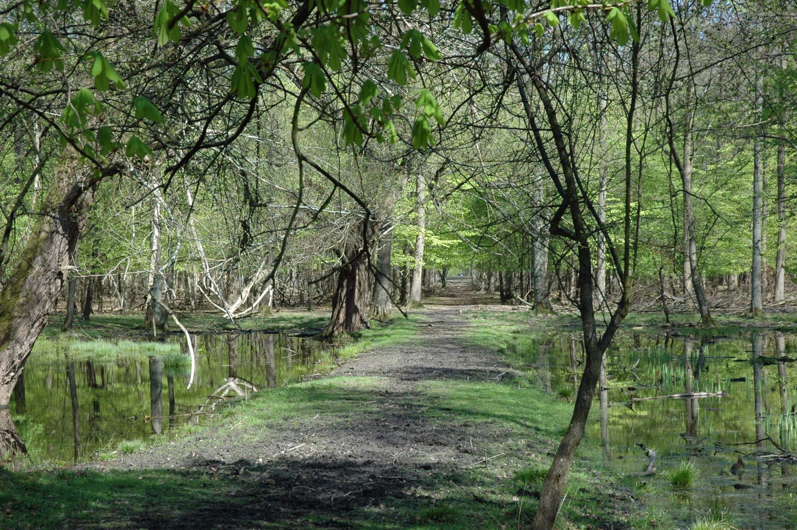 forhøjning gennem mose