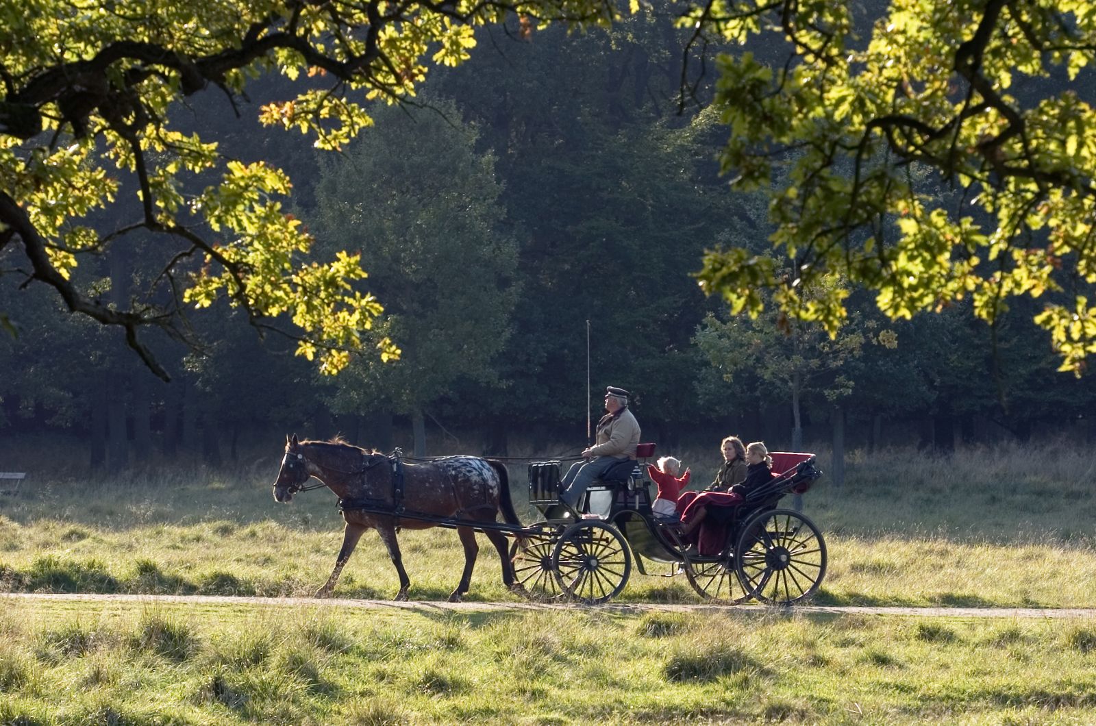 Hestevogn gennem dyrehaven