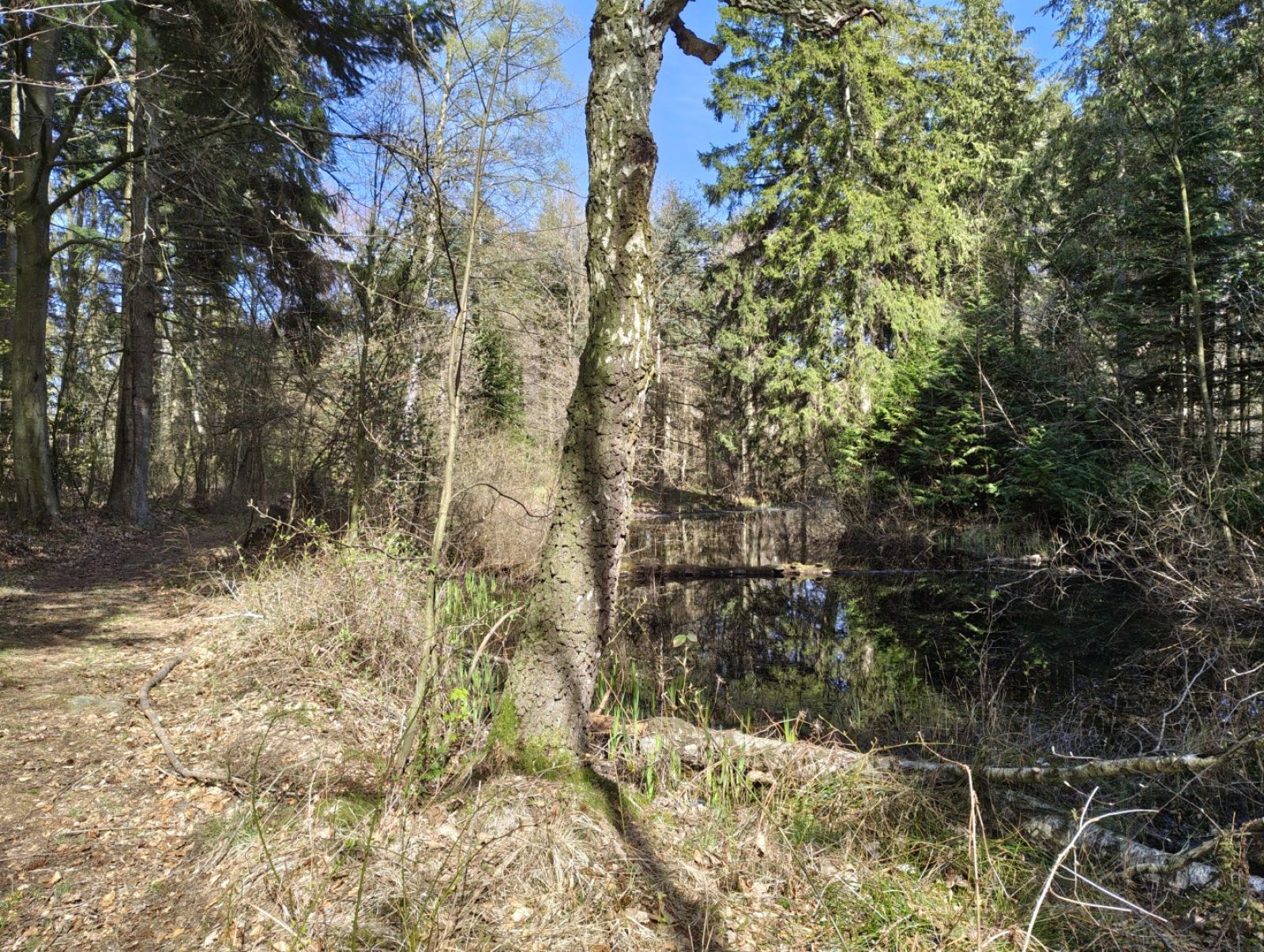 Vandhul i skov.